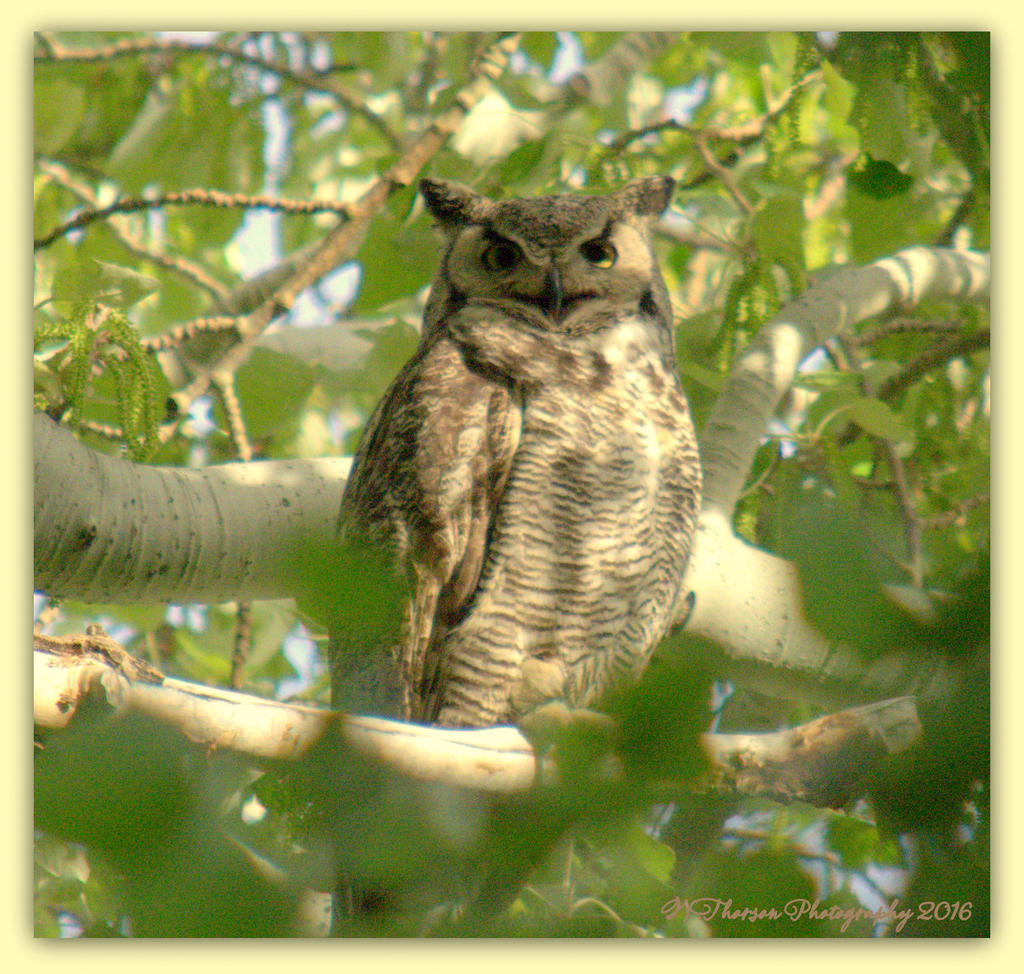 Owl on the Island 4-24-2016.jpg