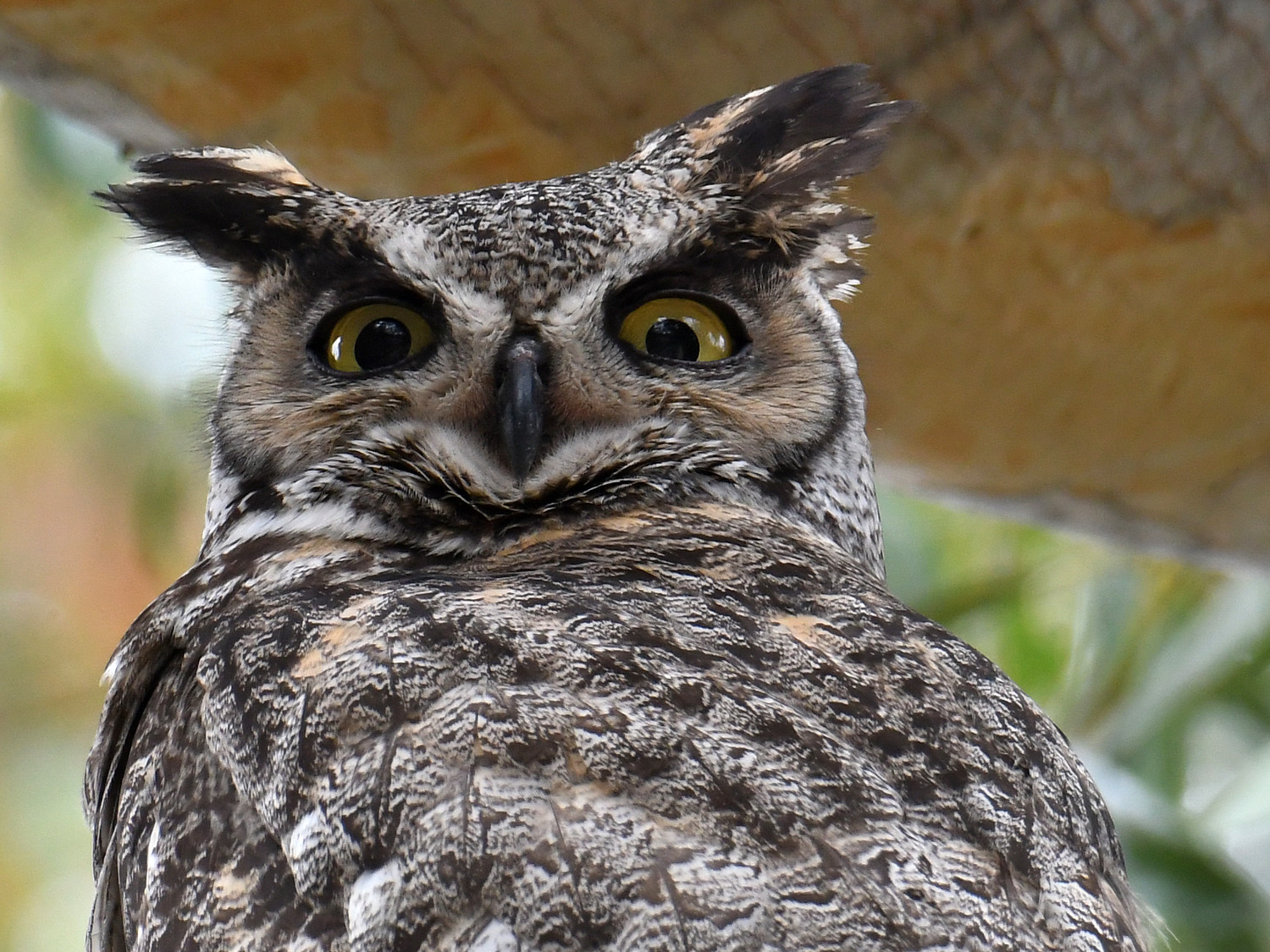 Owl4.jpg