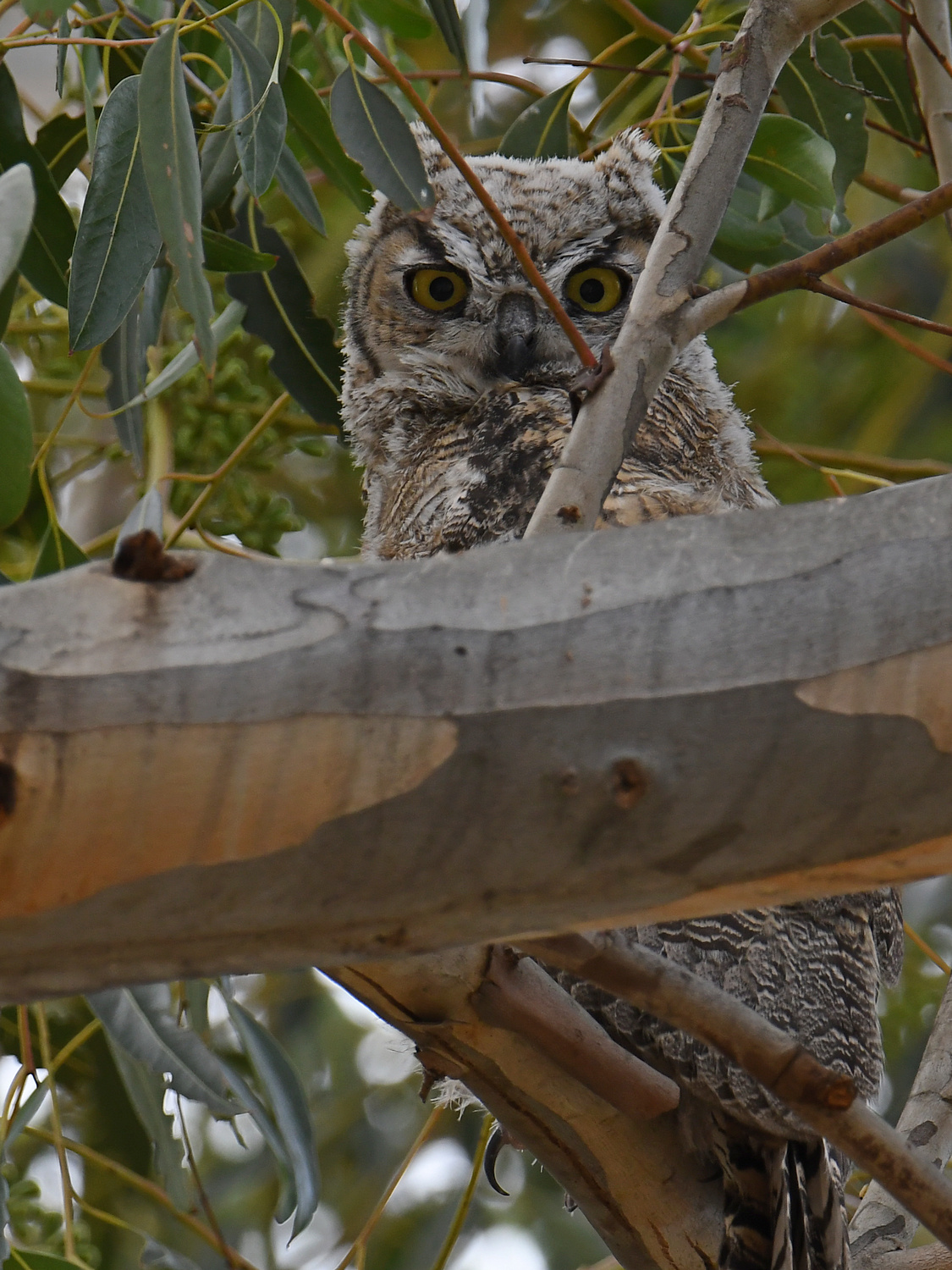 Owl9.jpg