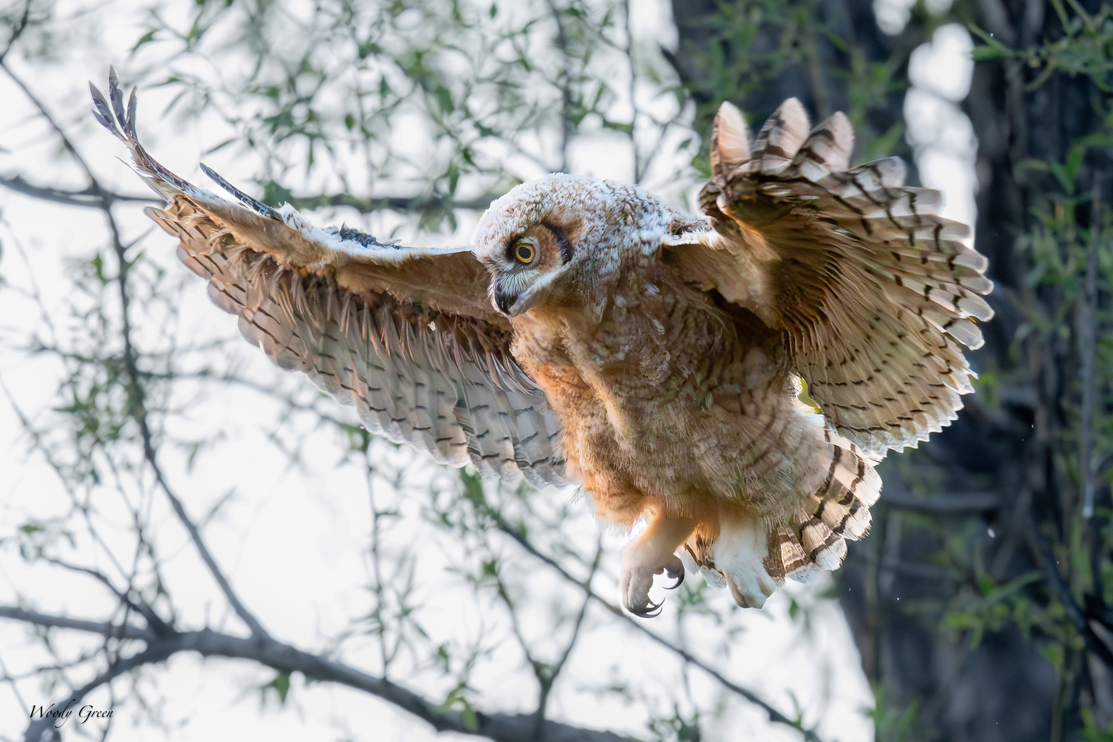 OwlBabyFlight-111.jpg