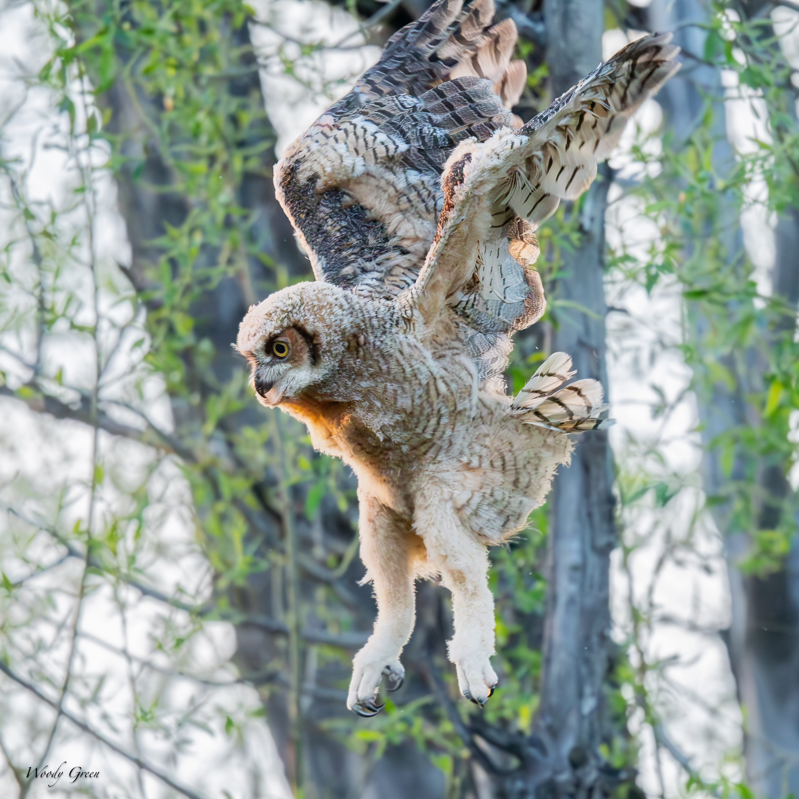 OwlBabyFlight-113.jpg