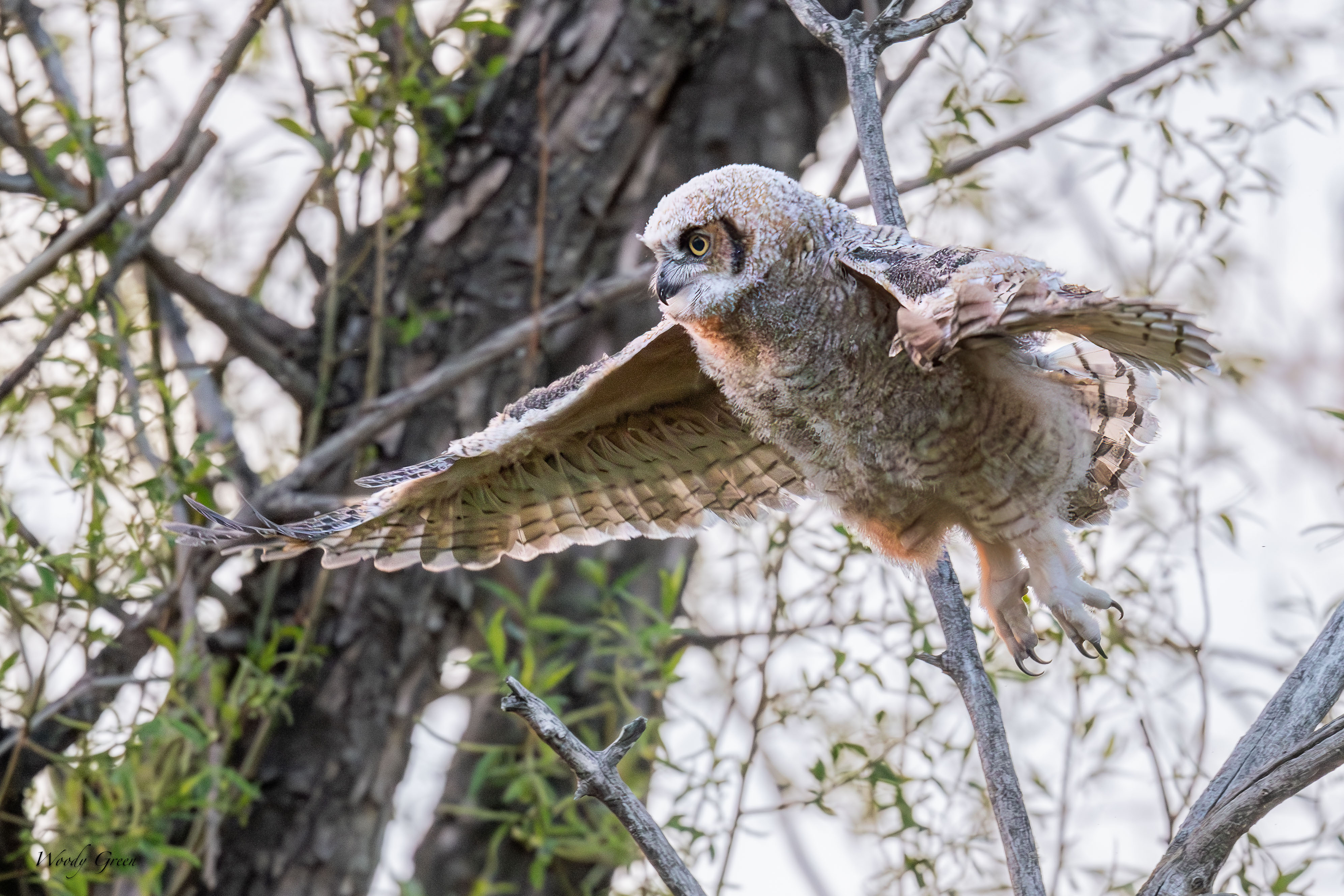 OwlBabyFlight-114.jpg
