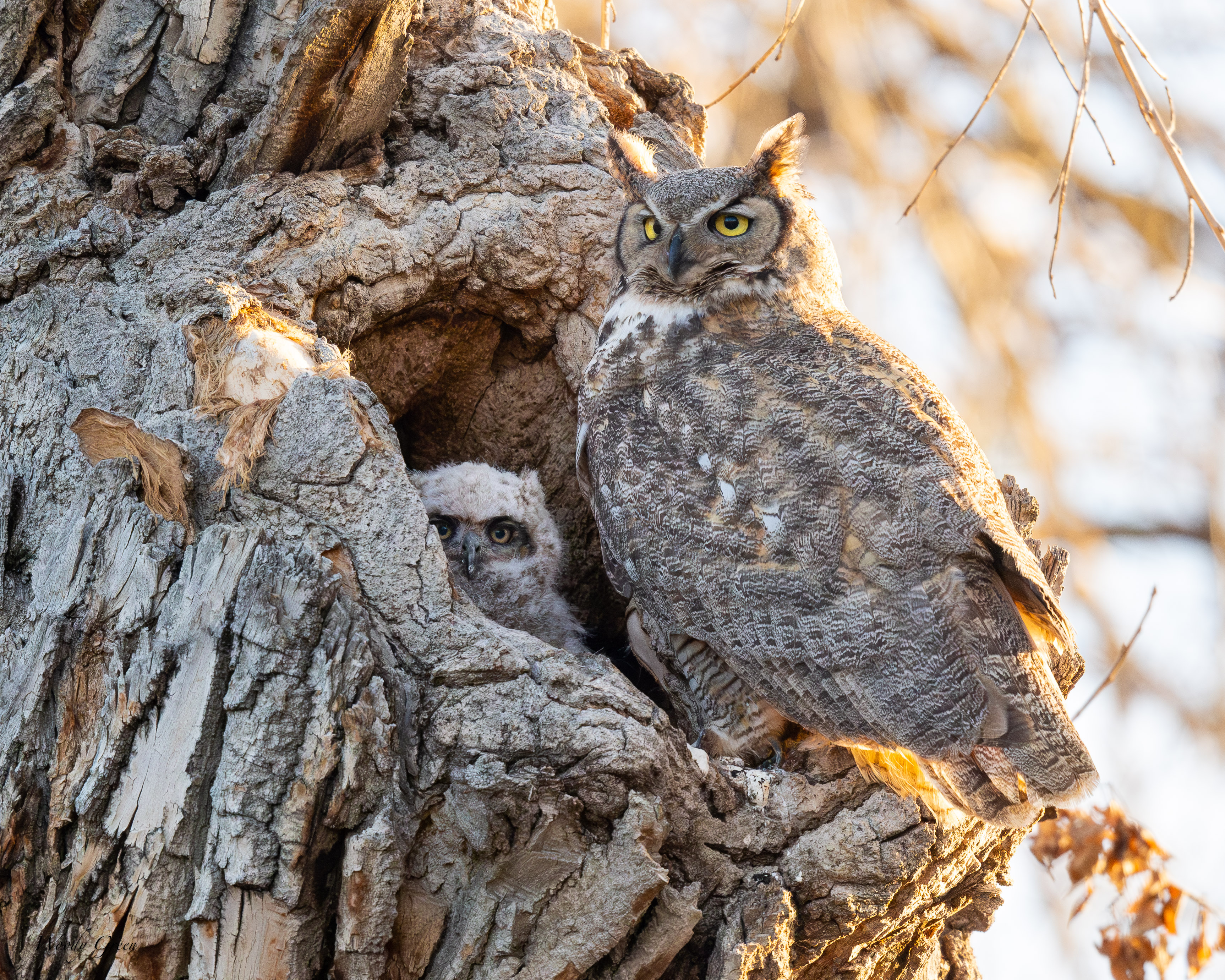 OwlBabyNest-81.jpg