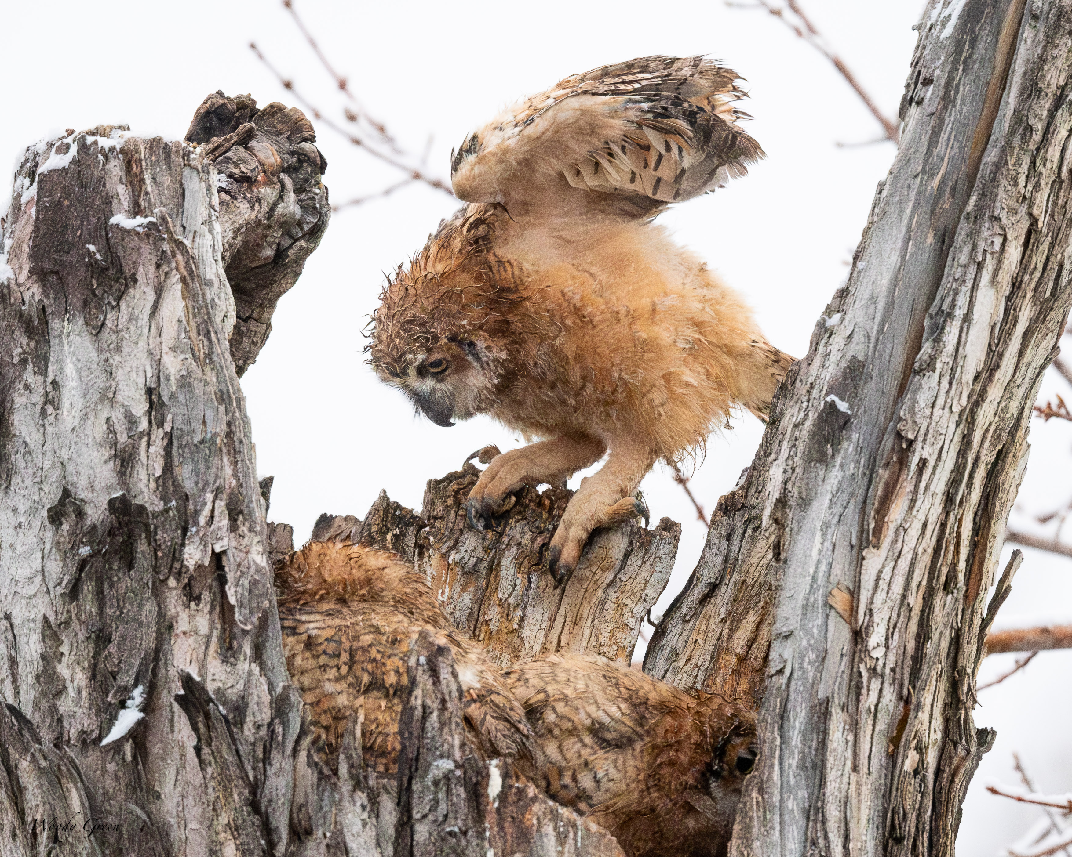 OwlBackIn-106.jpg