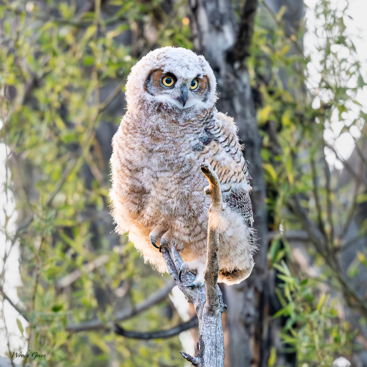 OwlBranched-107.jpg