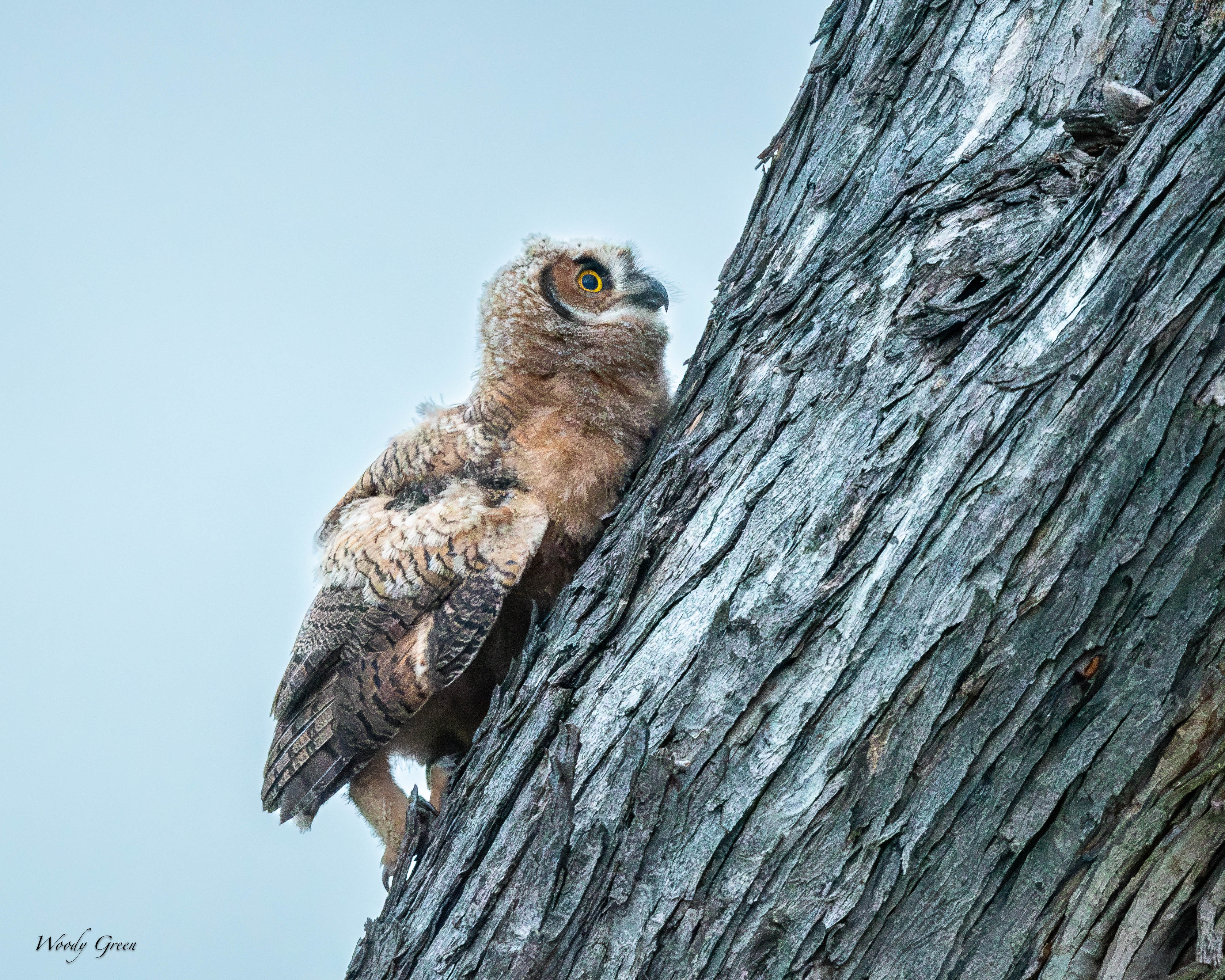 OwlBranching-761.jpg