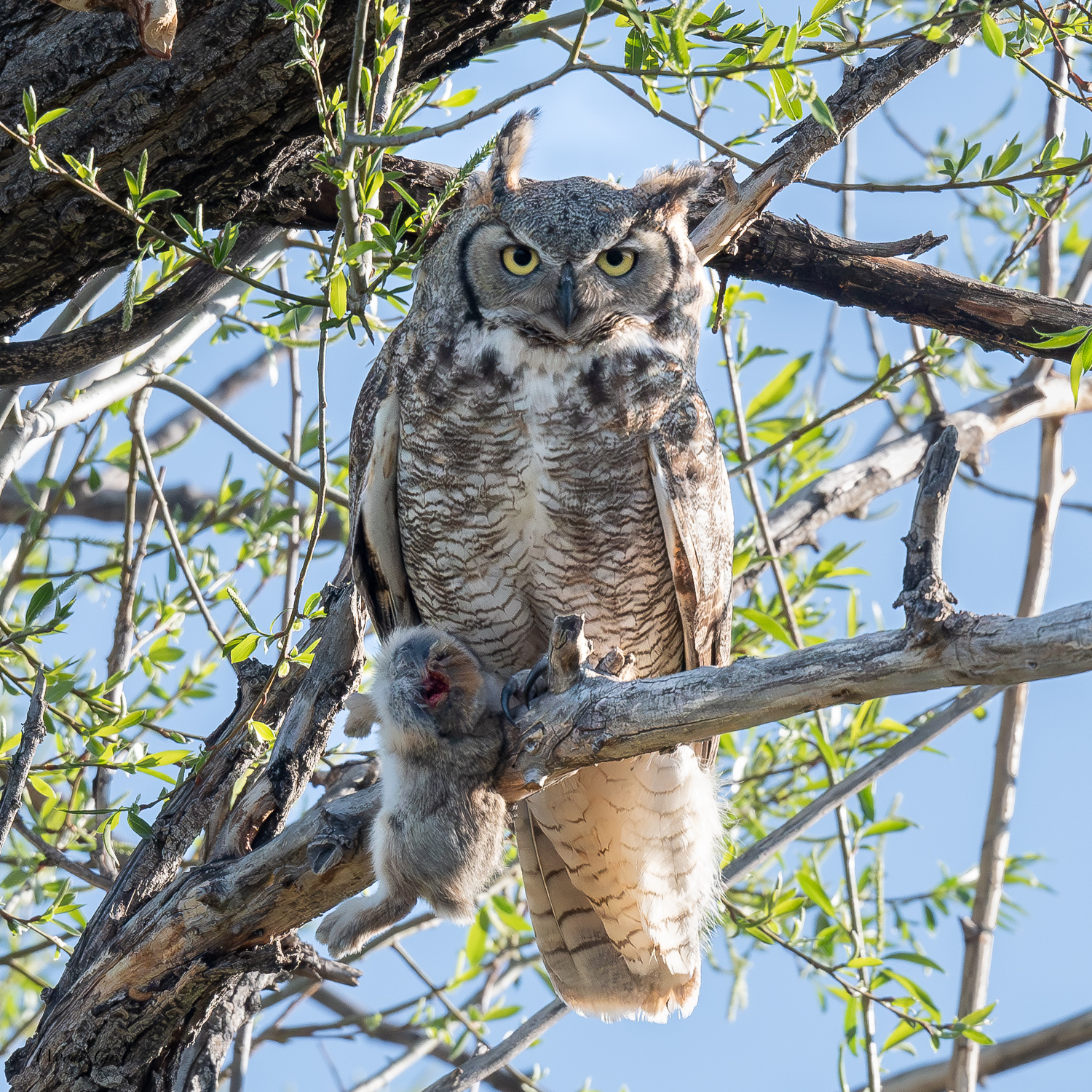 OwlBunny-596.jpg