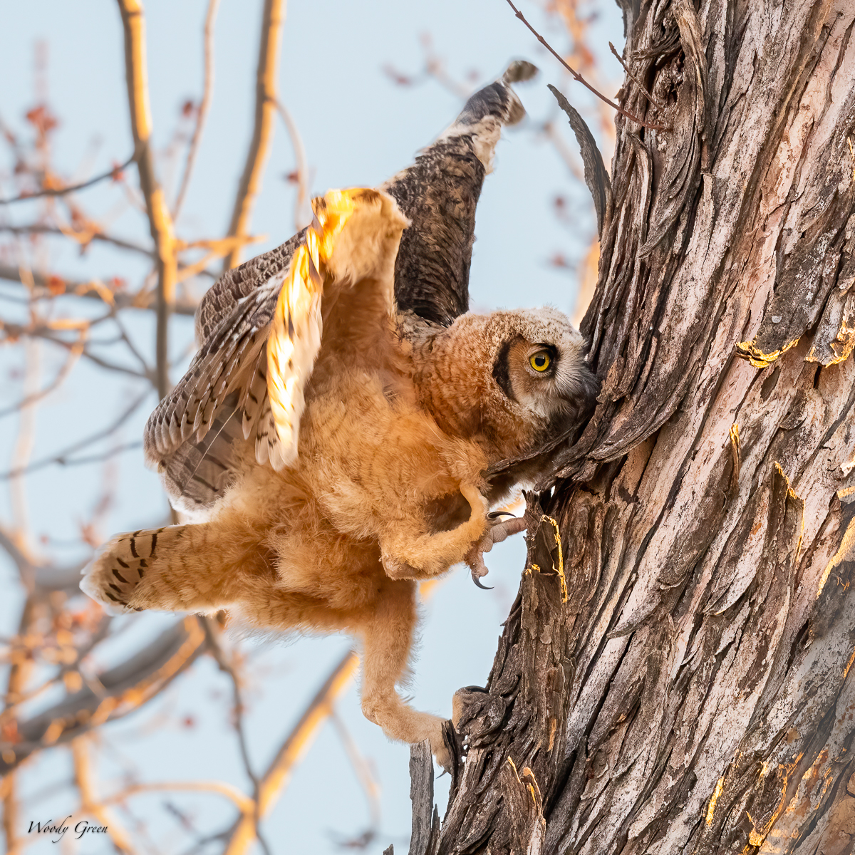 OwlClimbing-613.jpg