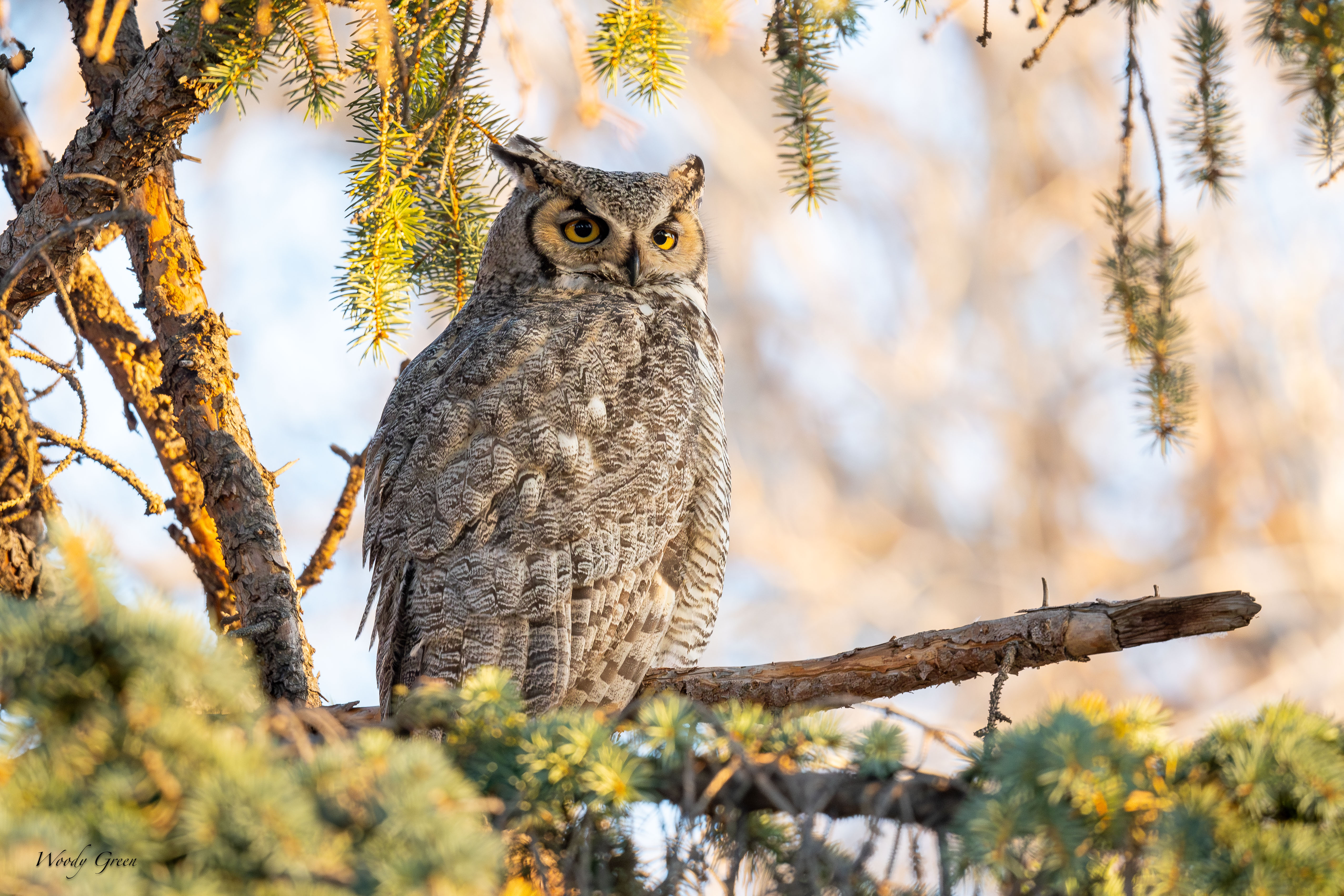 OwlDad-46.jpg