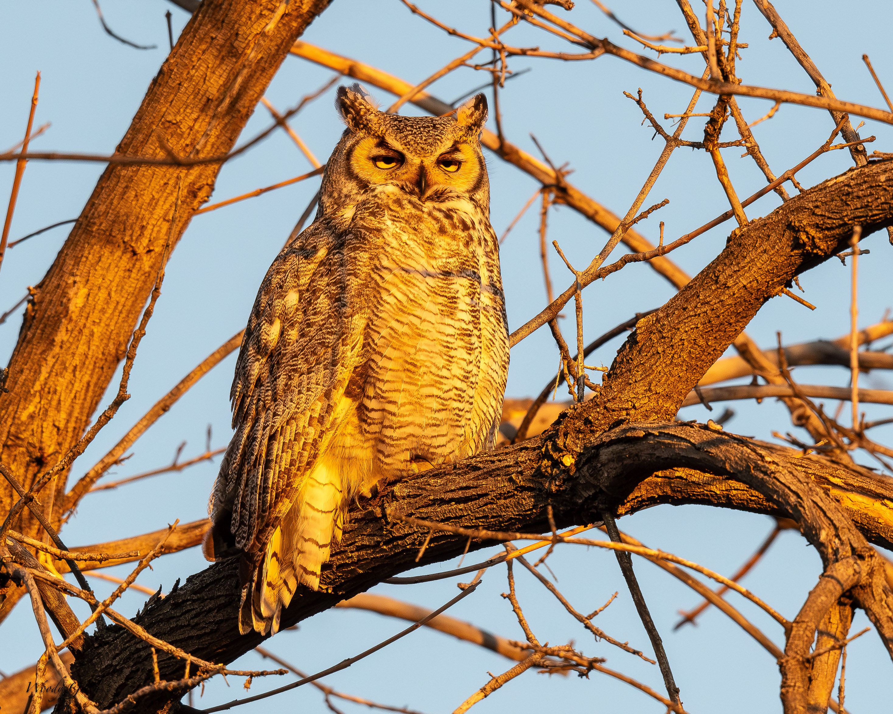 OwlDadDawn-46.jpg