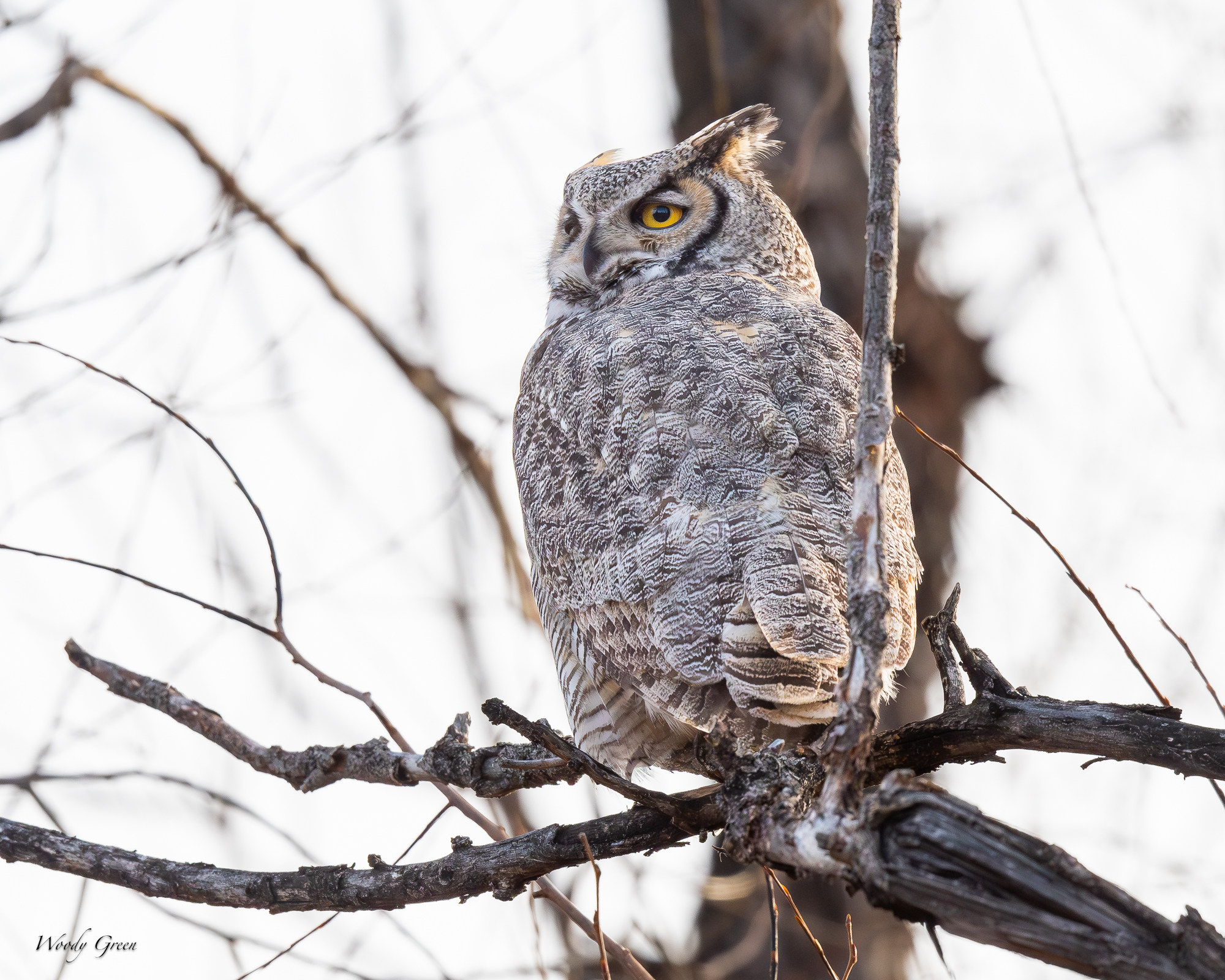 OwlDadFirstShot-551.jpg