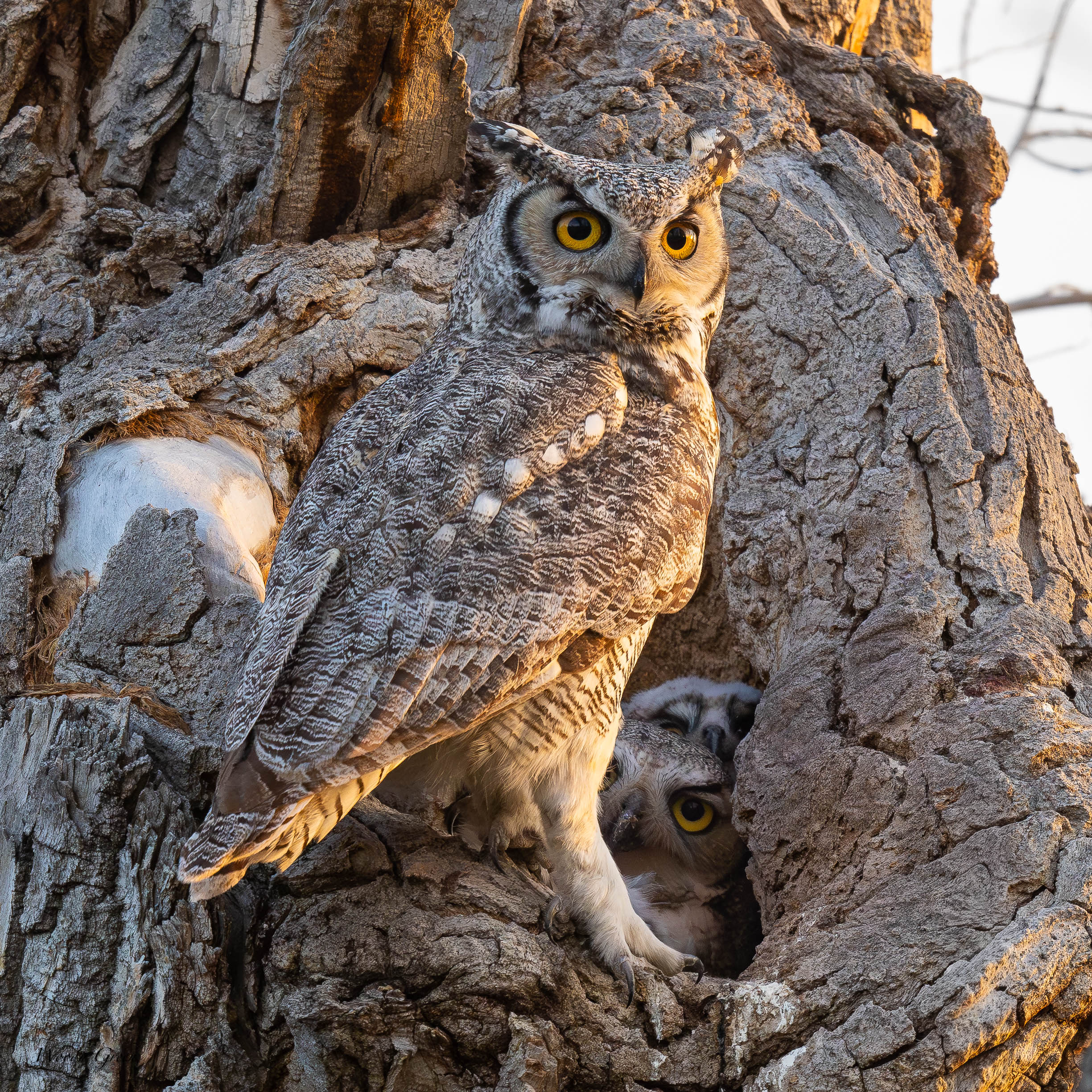 OwlDadNest-621.jpg