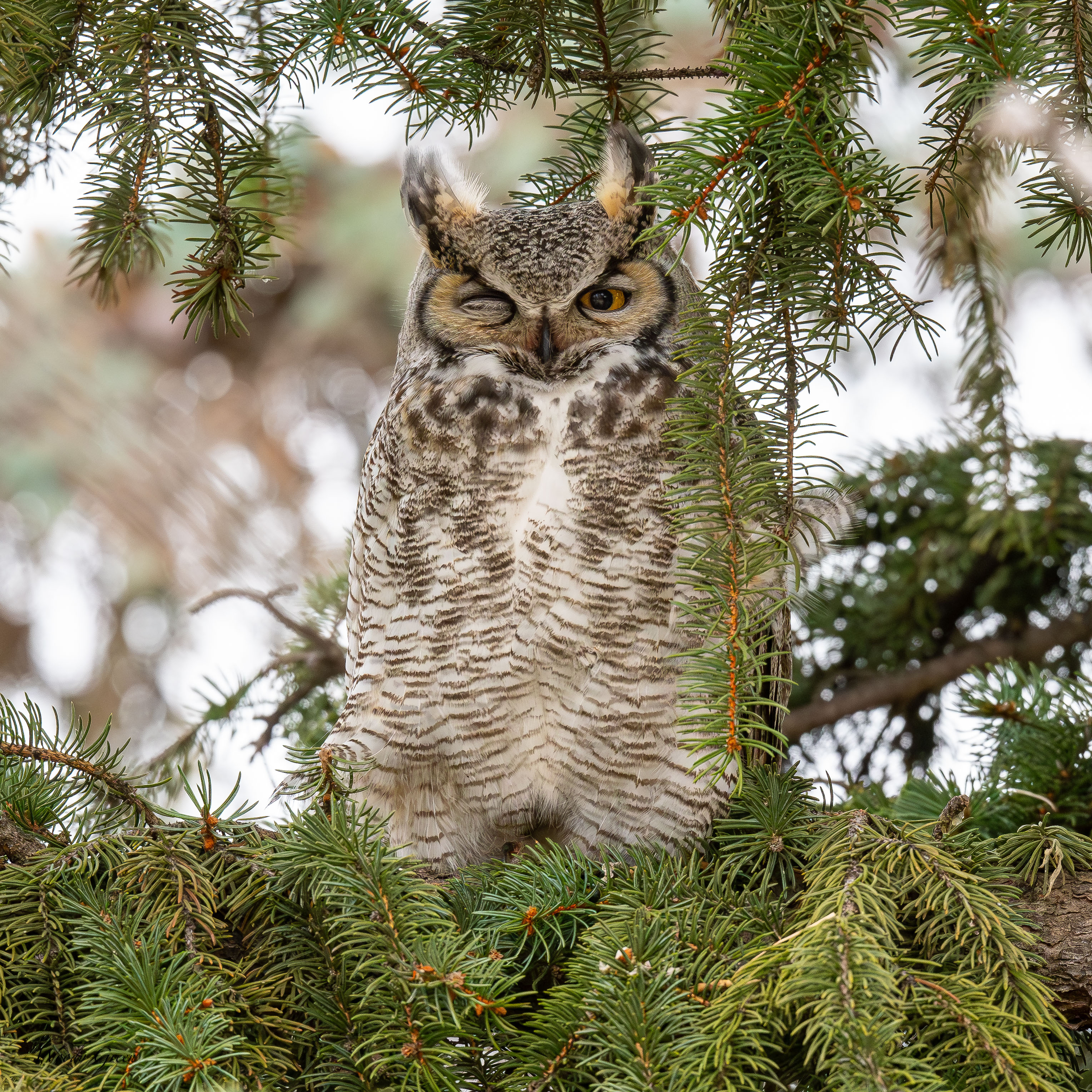 OwlDadPerched-48.jpg