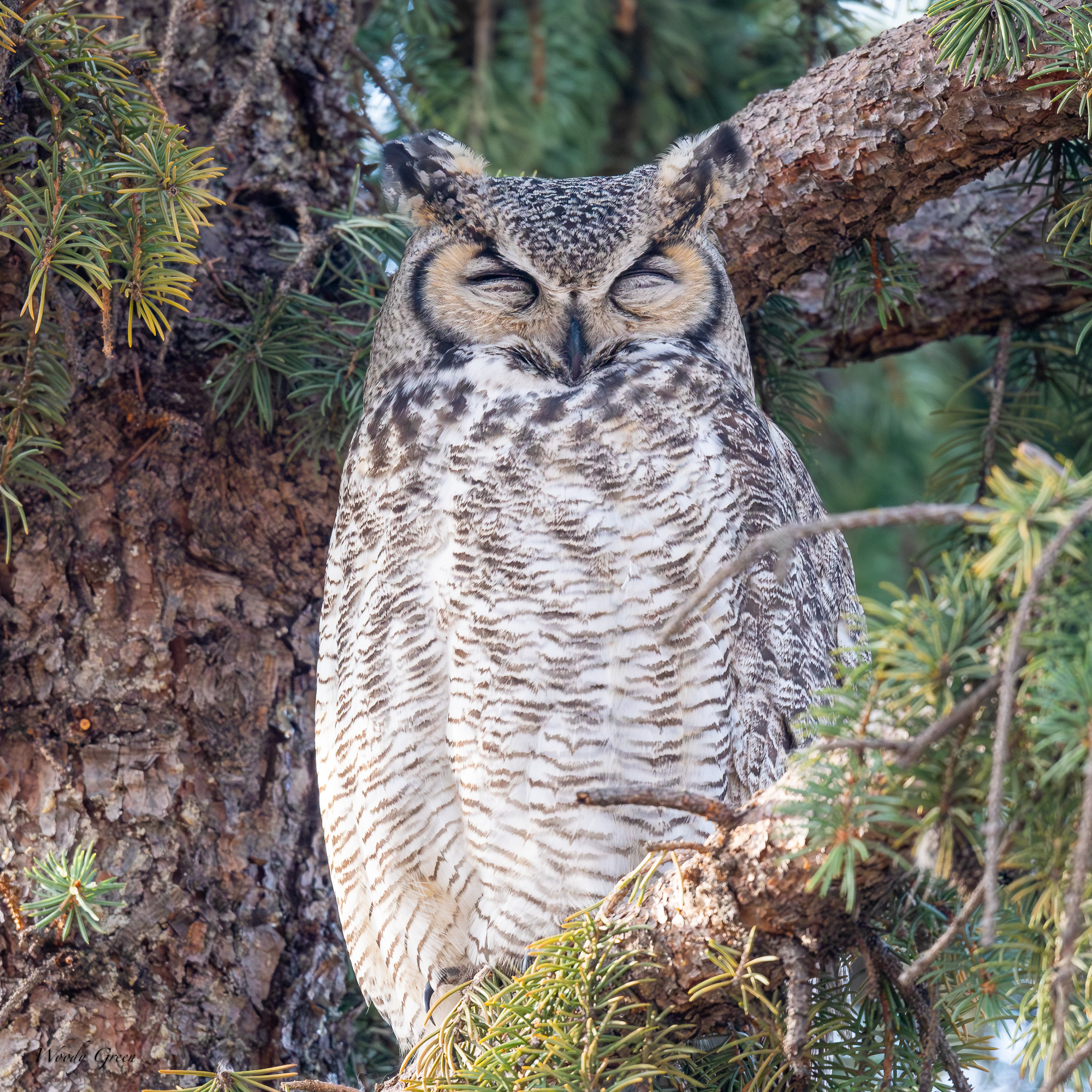 OwlDadSleep-551.jpg