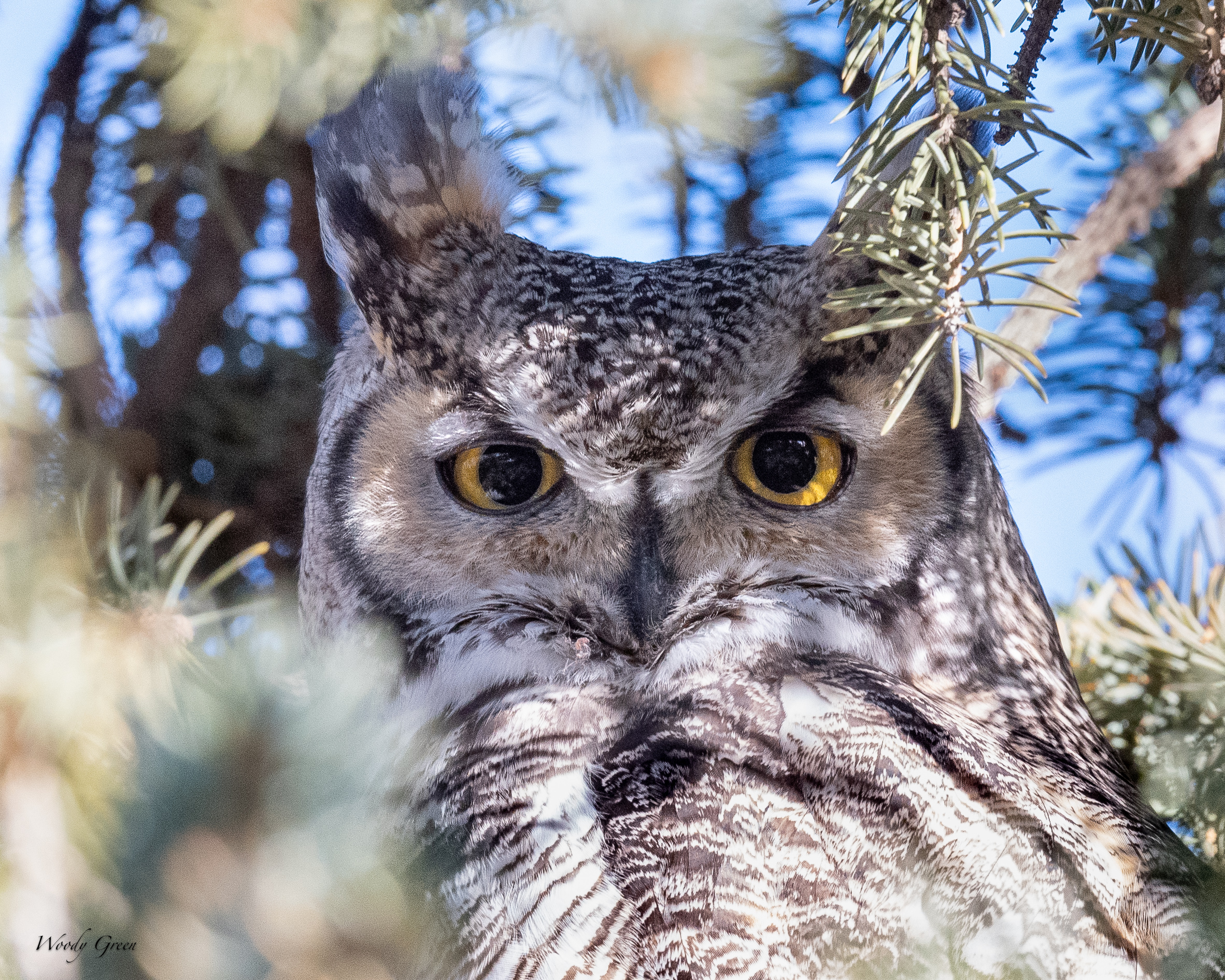OwlDadSpruce-276.jpg