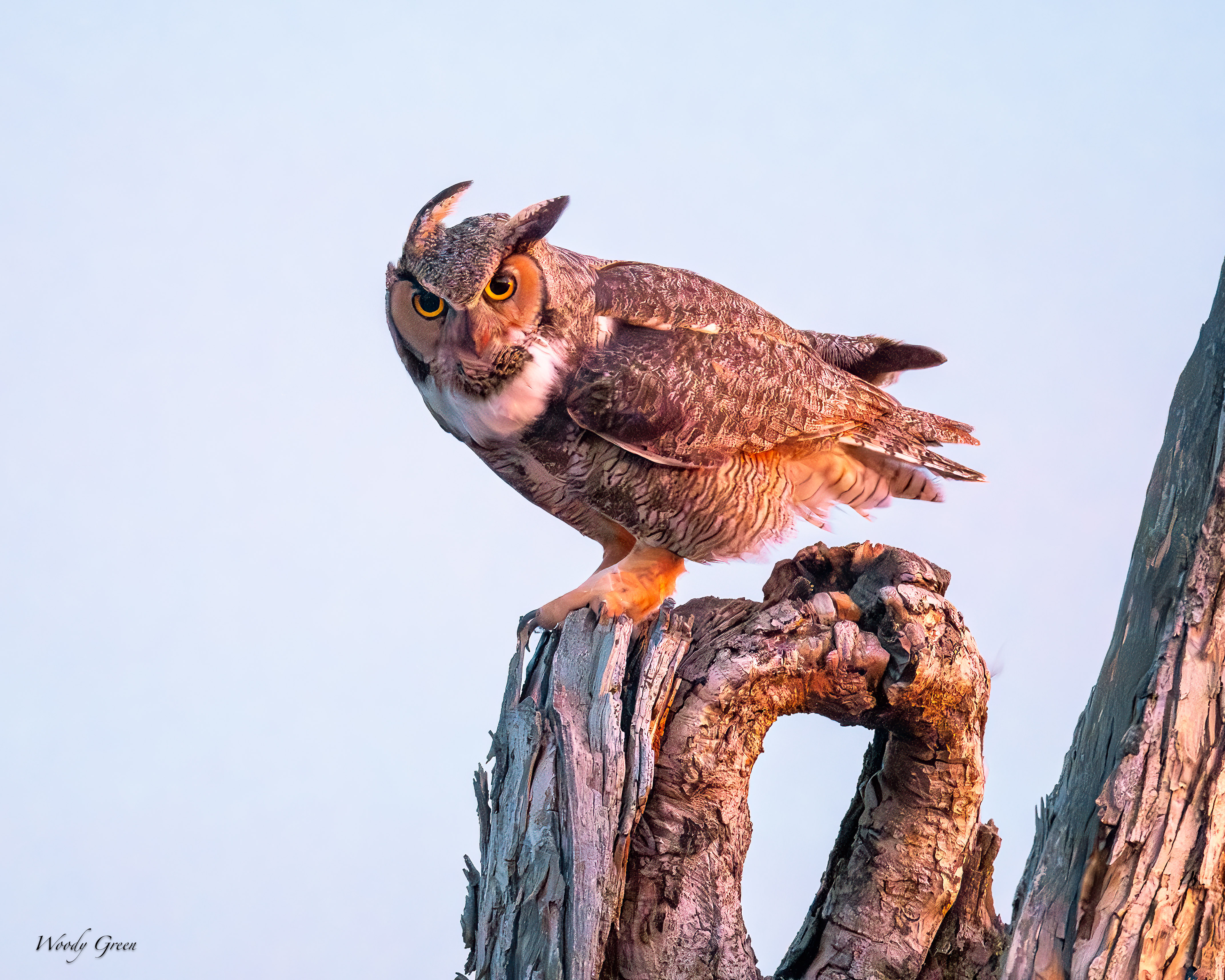 OwlDadWind-44.jpg