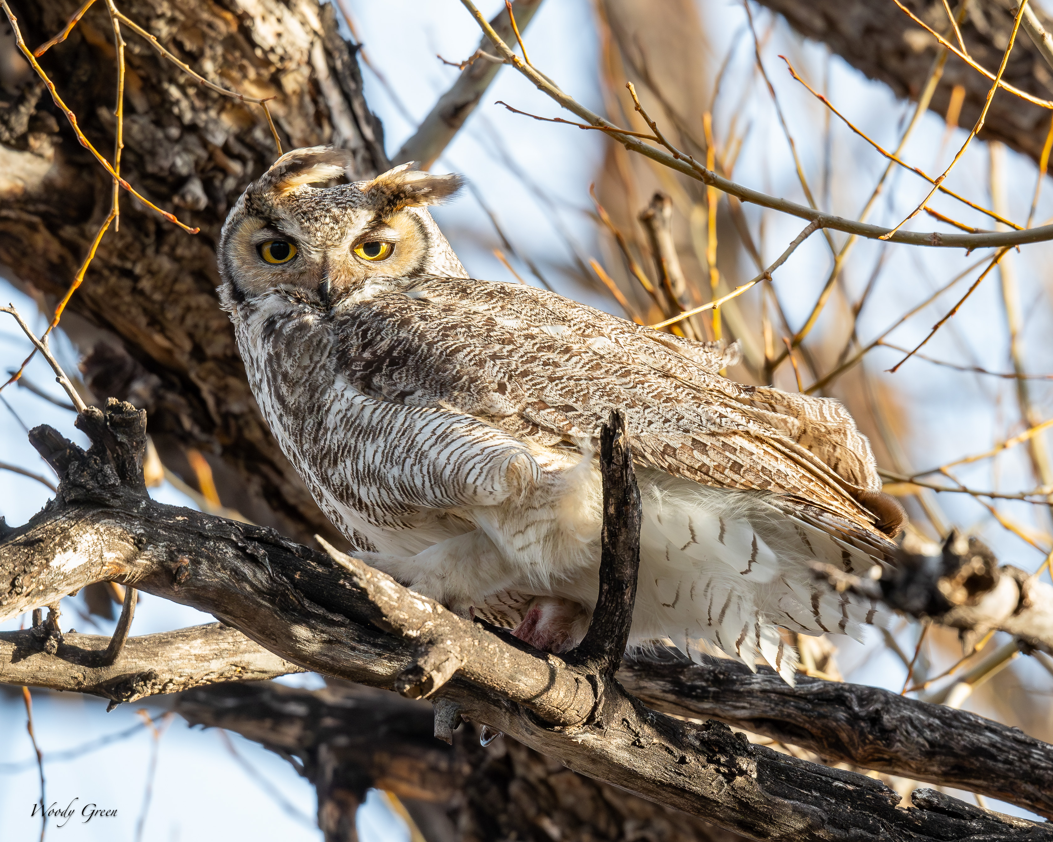 OwlDadWind-49.jpg