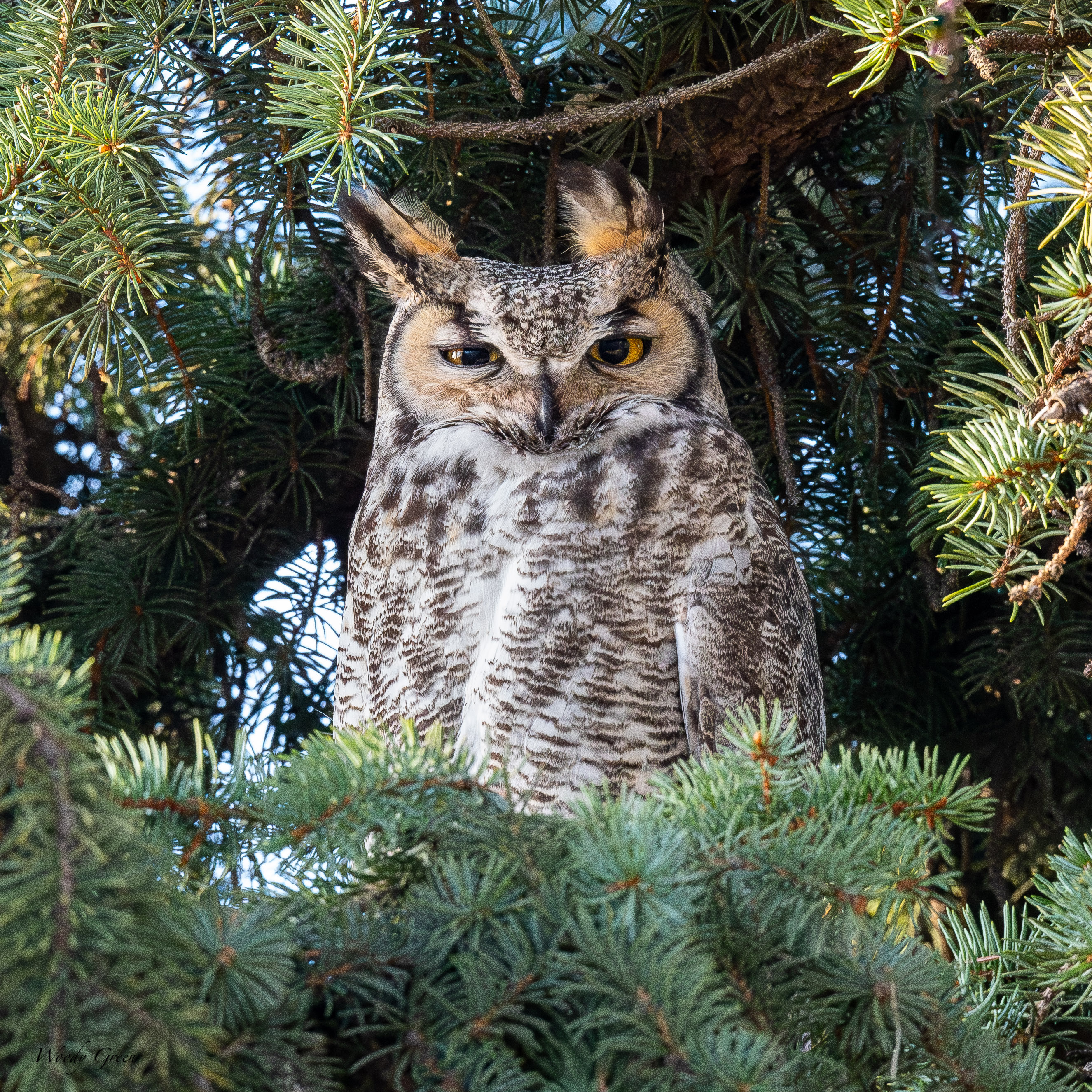 OwlDadWindy-46.jpg