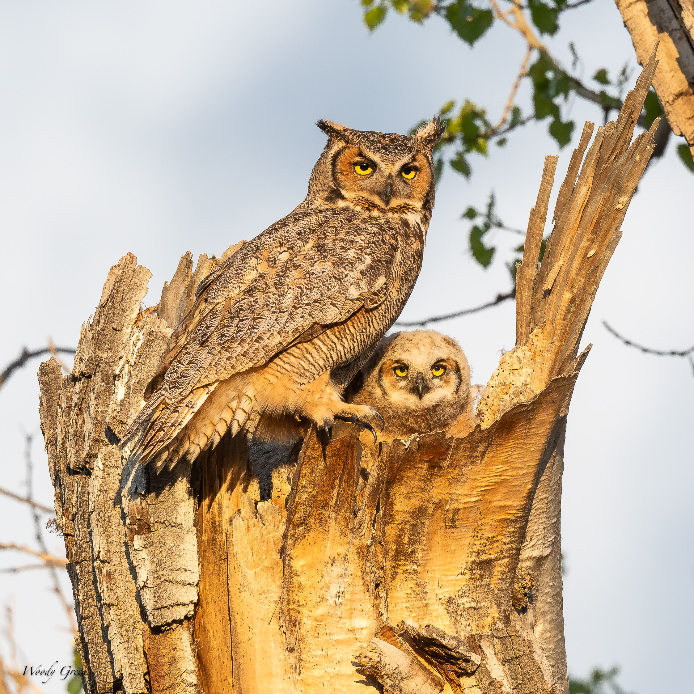 OwlDoting-113.jpg