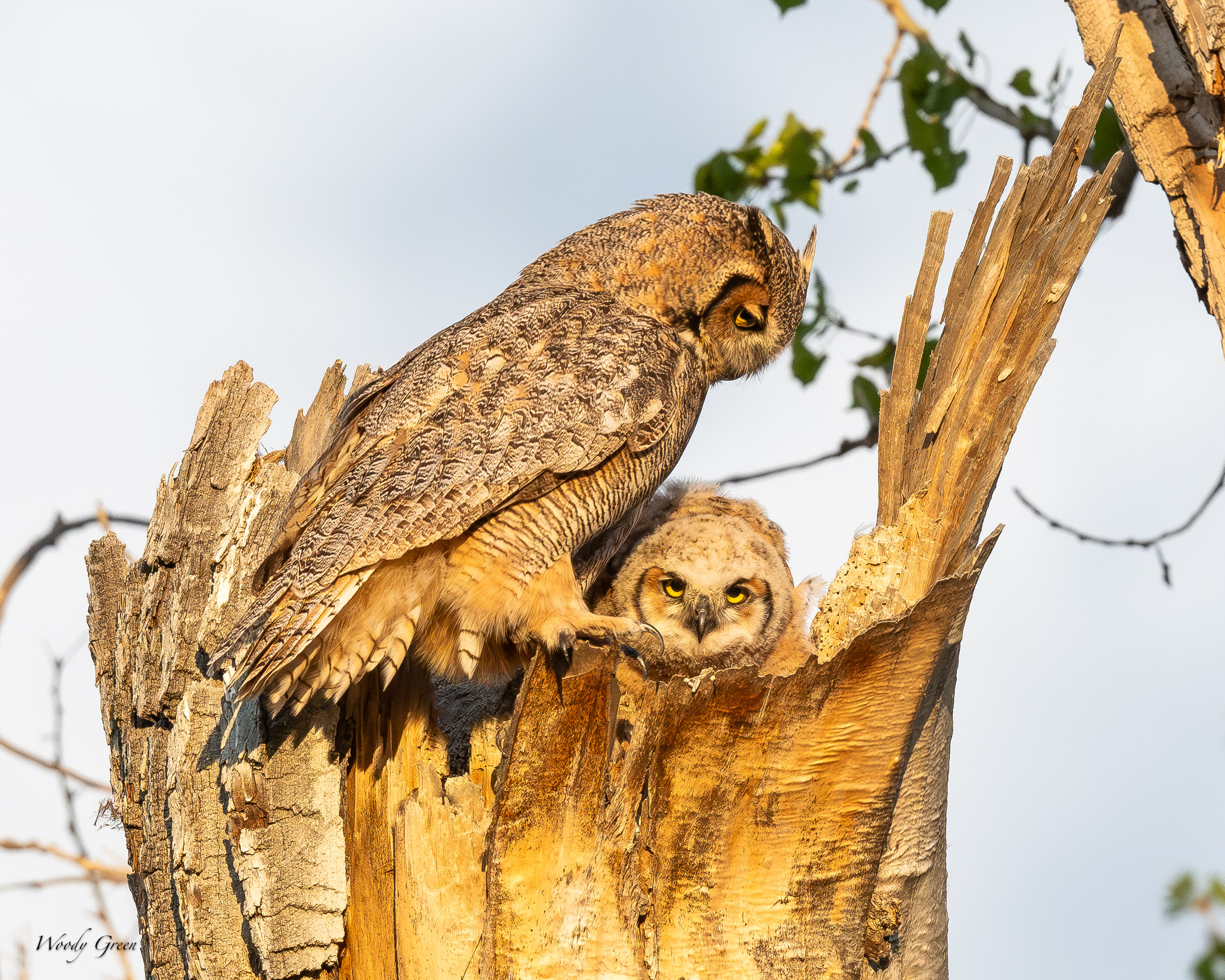 OwlDoting-114.jpg
