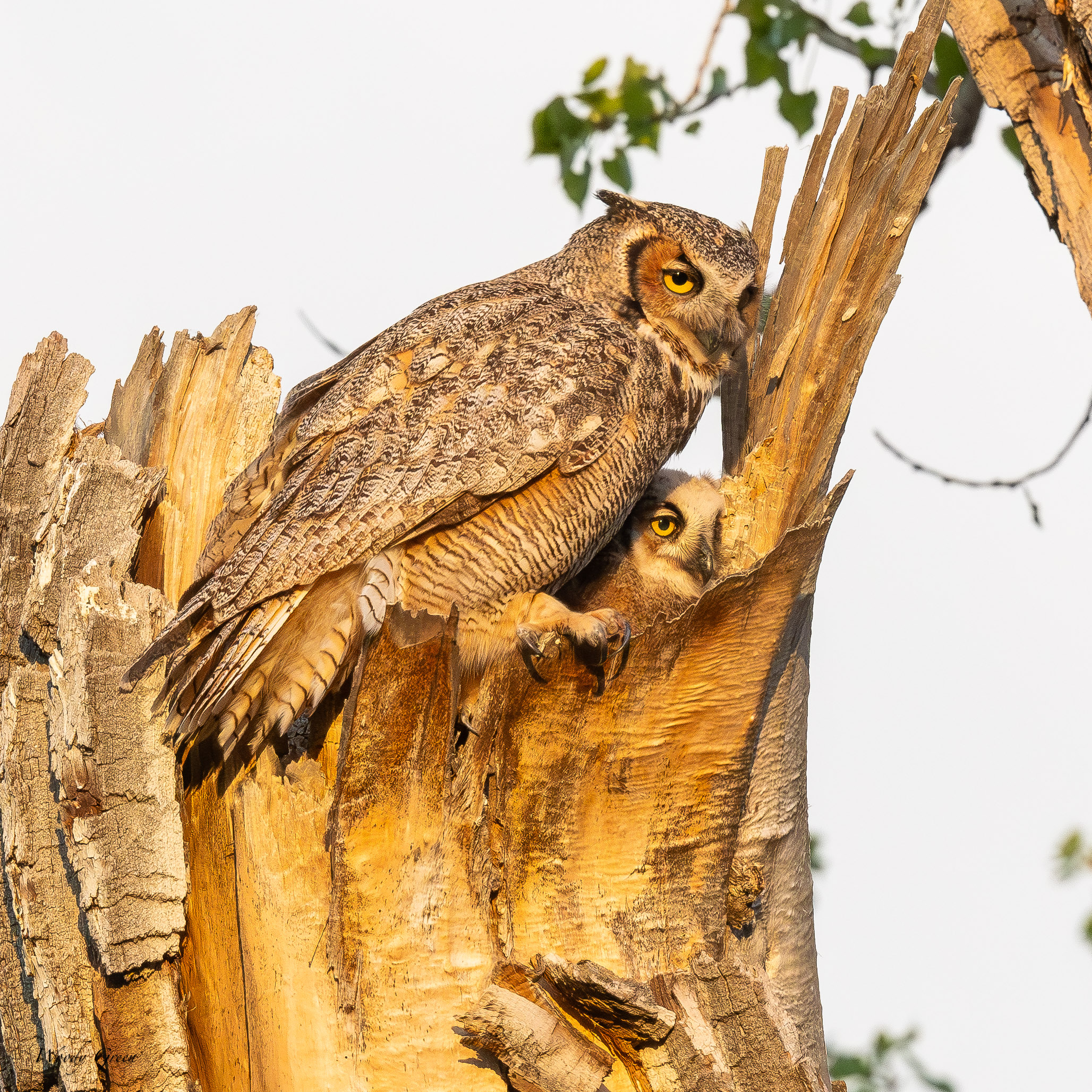 OwlDoting-115.jpg