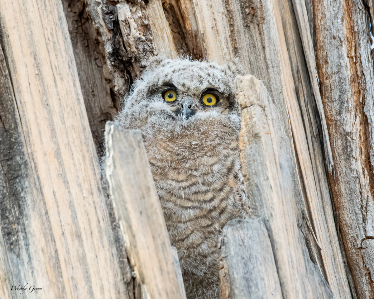 Owlet-594.jpg