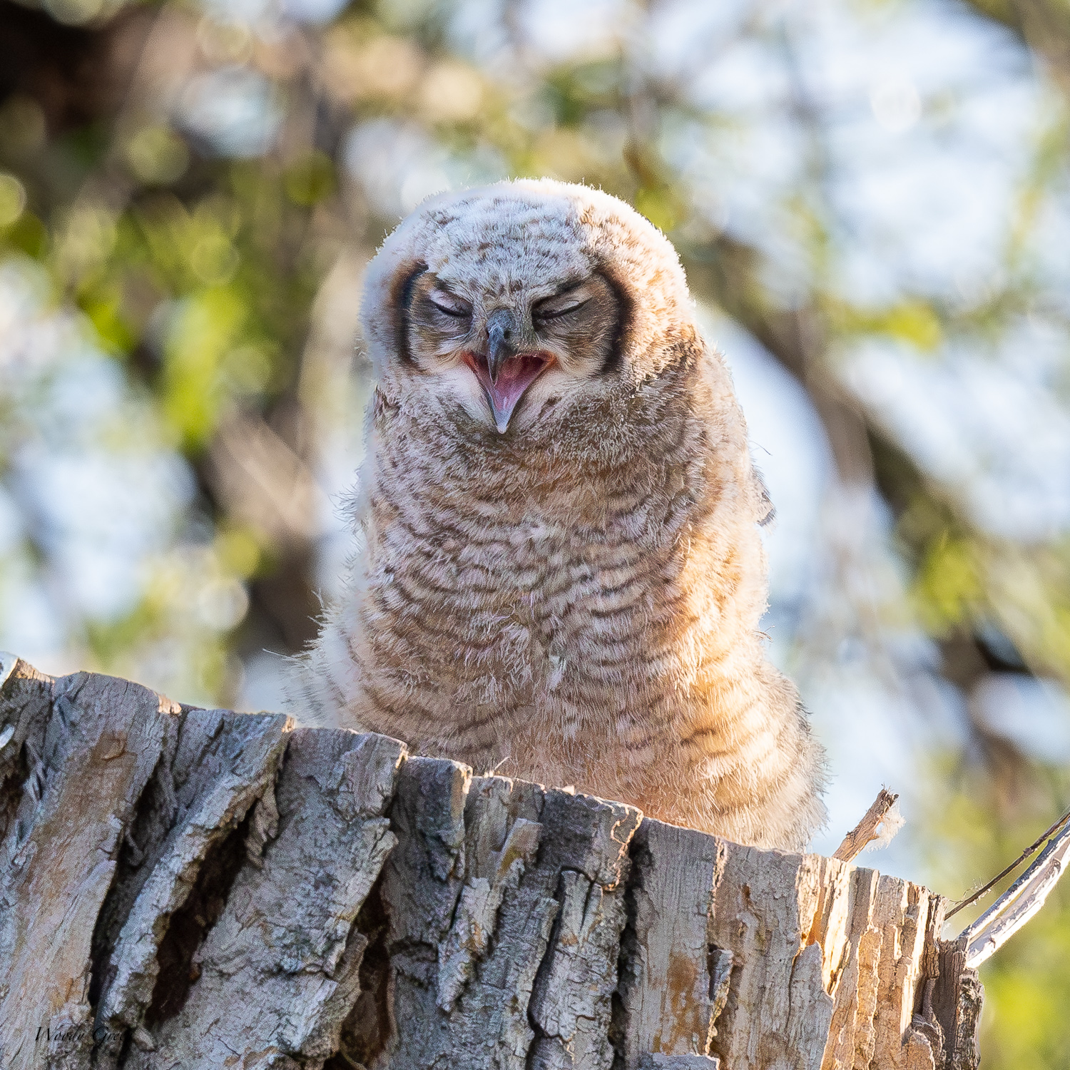OwletBored-602.jpg