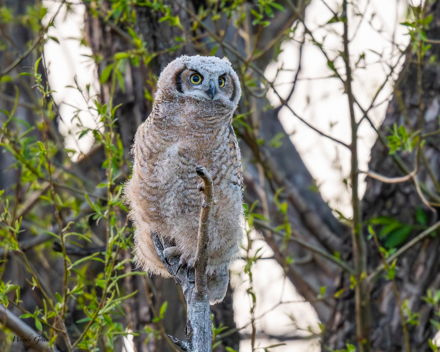 OwletBranched-602.jpg
