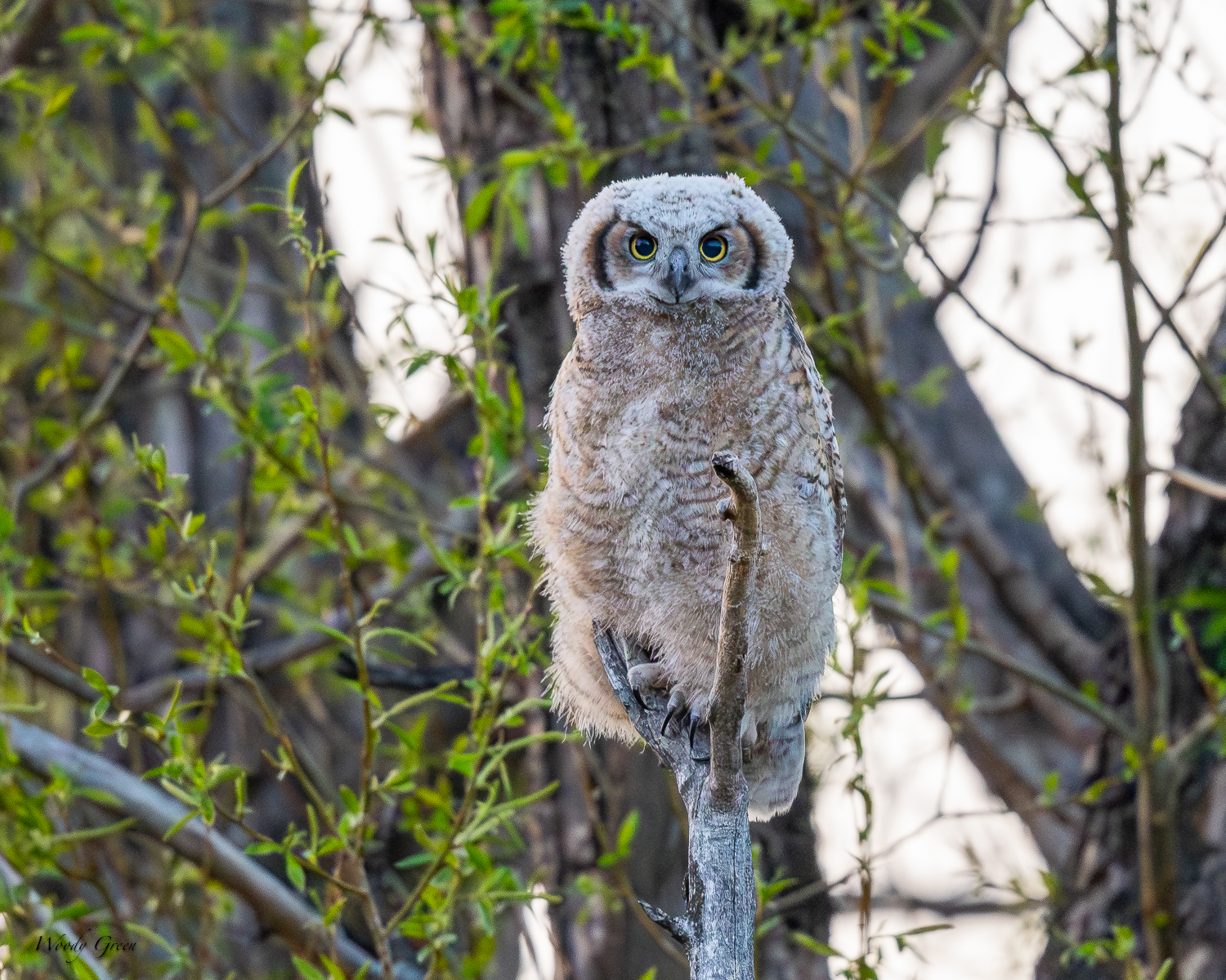 OwletBranched-603.jpg