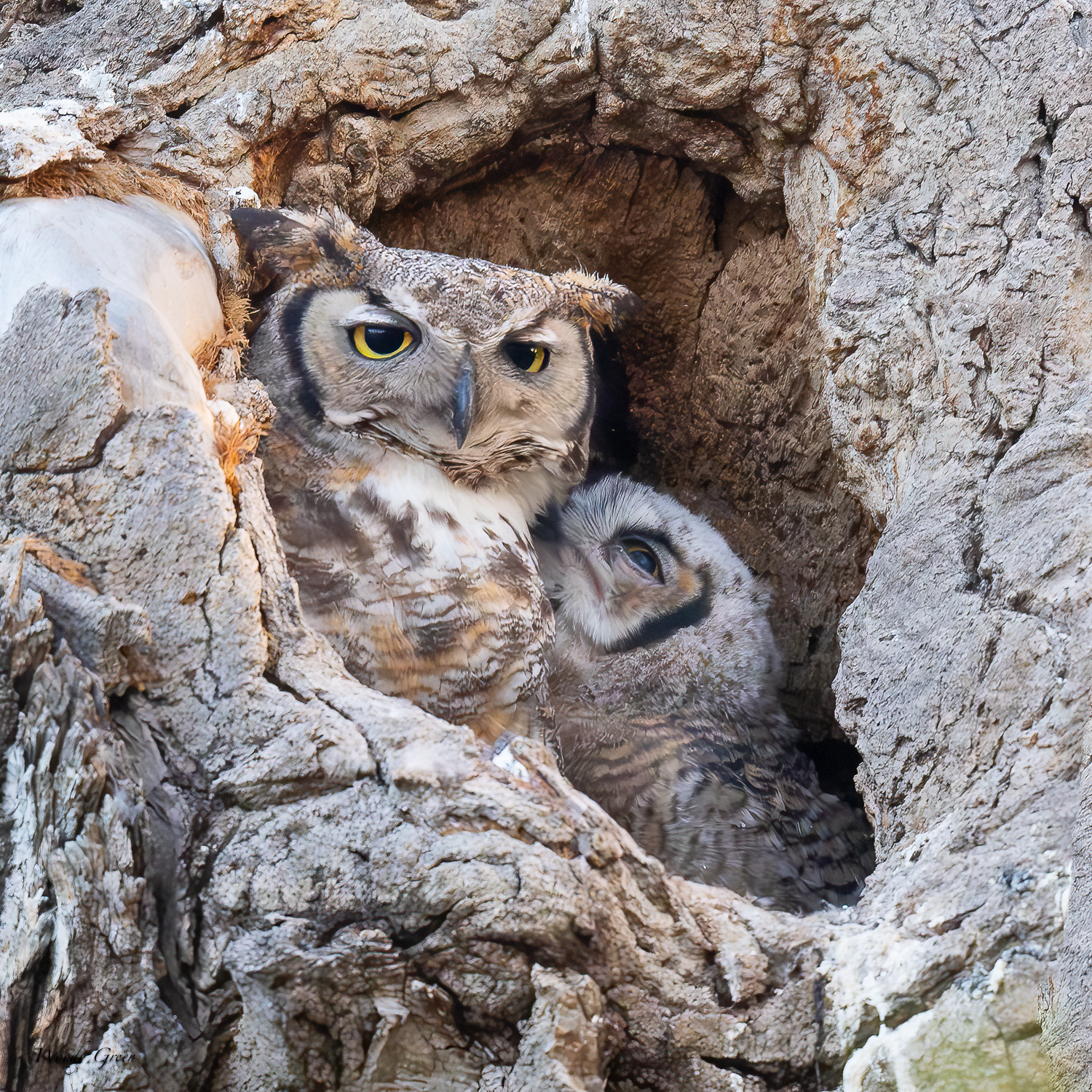 OwletCuddle-602.jpg