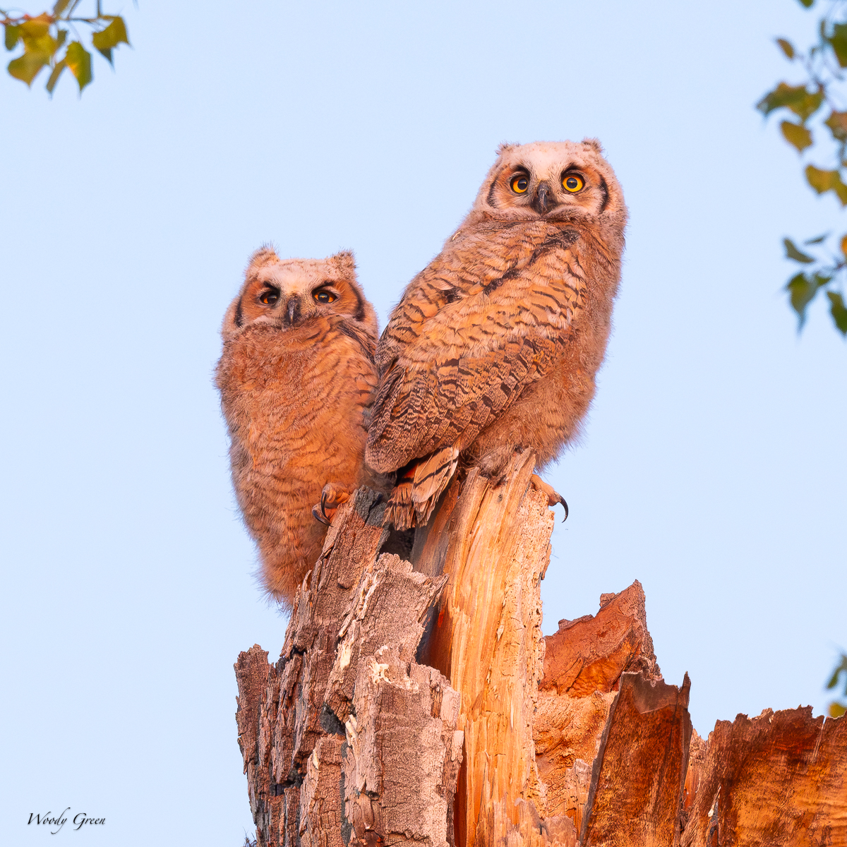 OwletesSunrise-113.jpg