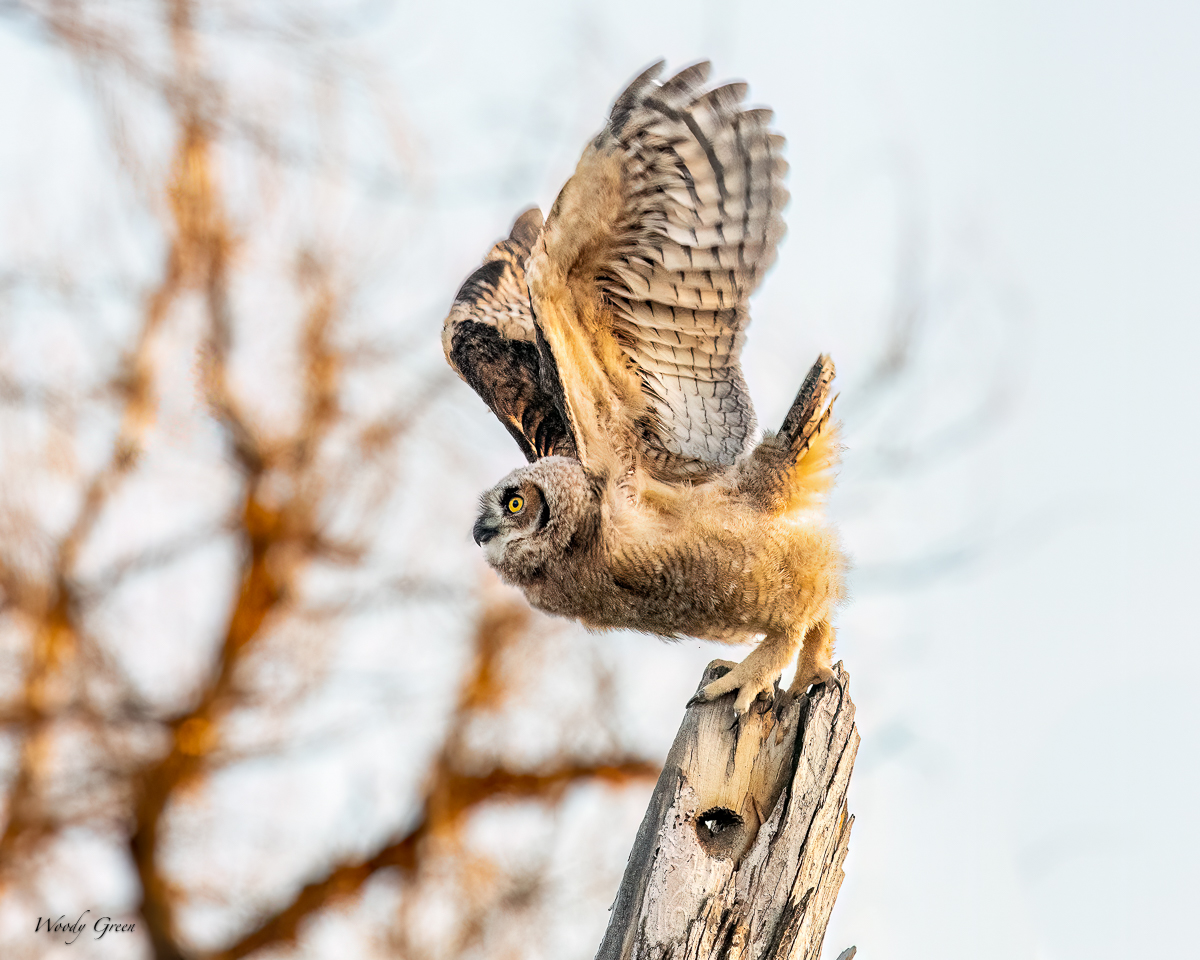 OwletFirstFlight-612.jpg