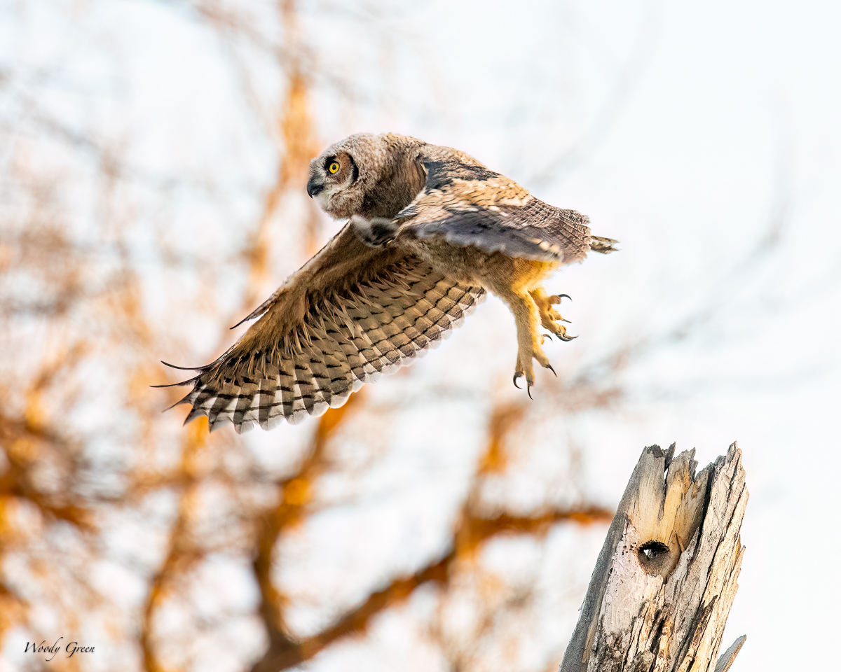 OwletFirstFlight-613.jpg