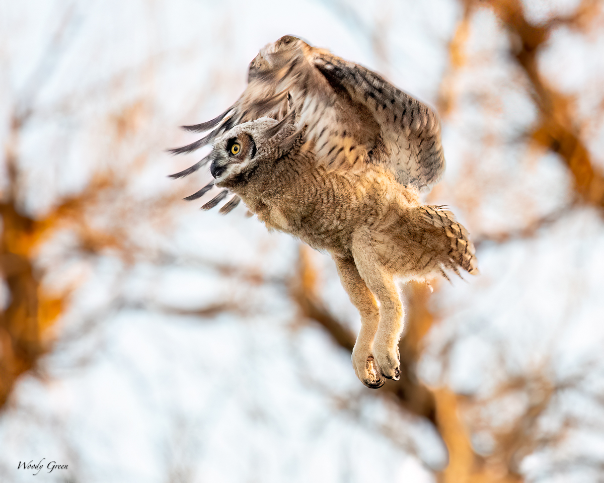 OwletFirstFlight-614.jpg