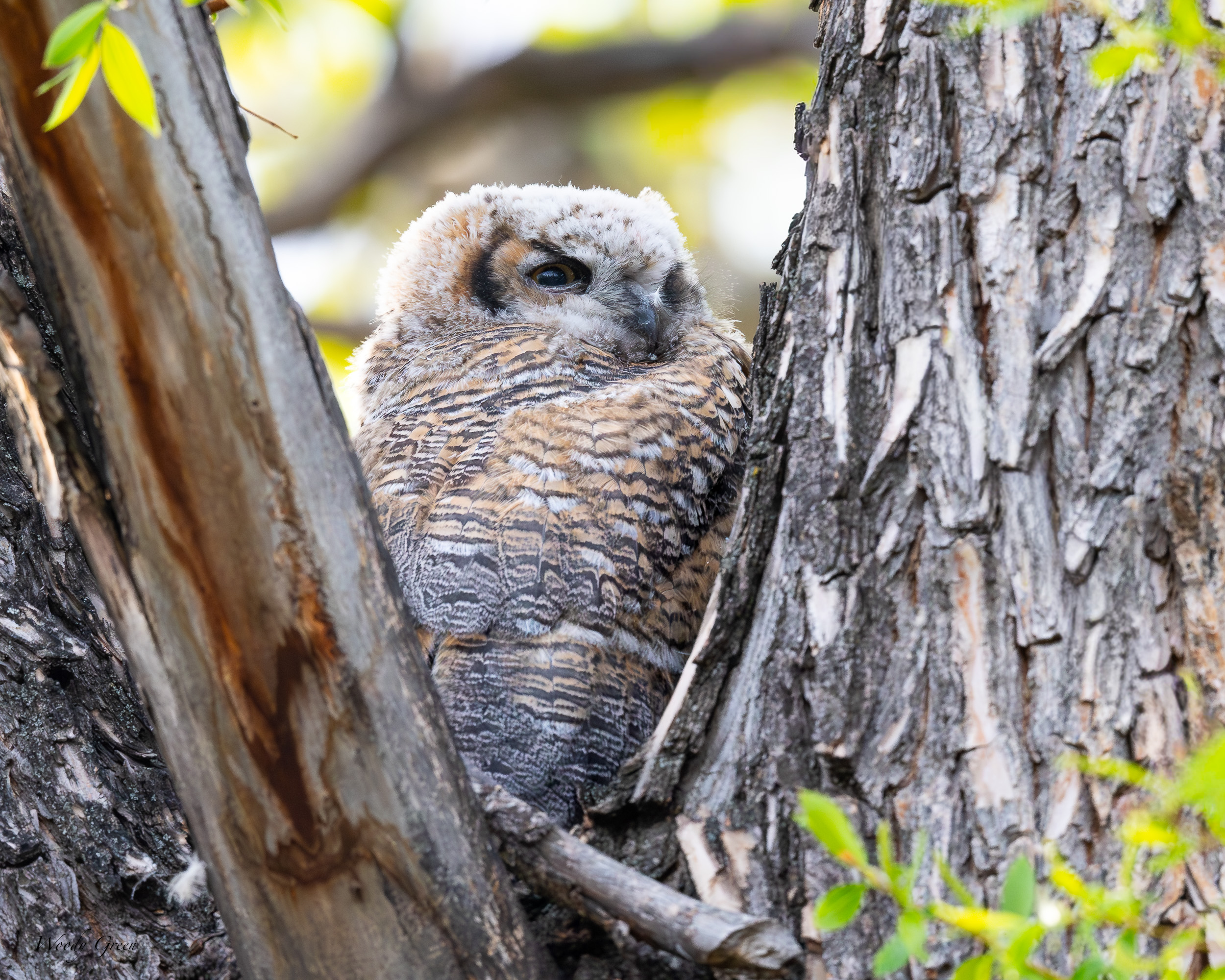 OwletsBranched-616.jpg