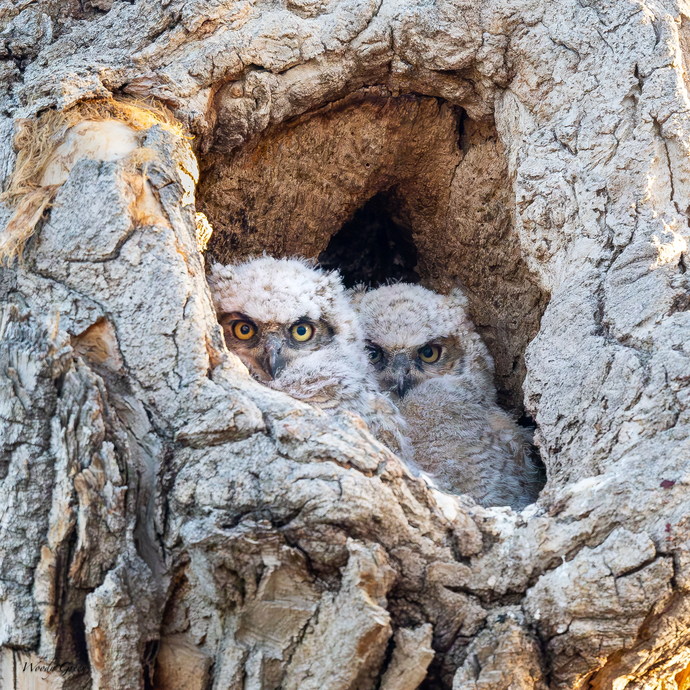 OwletsTwo-91.jpg