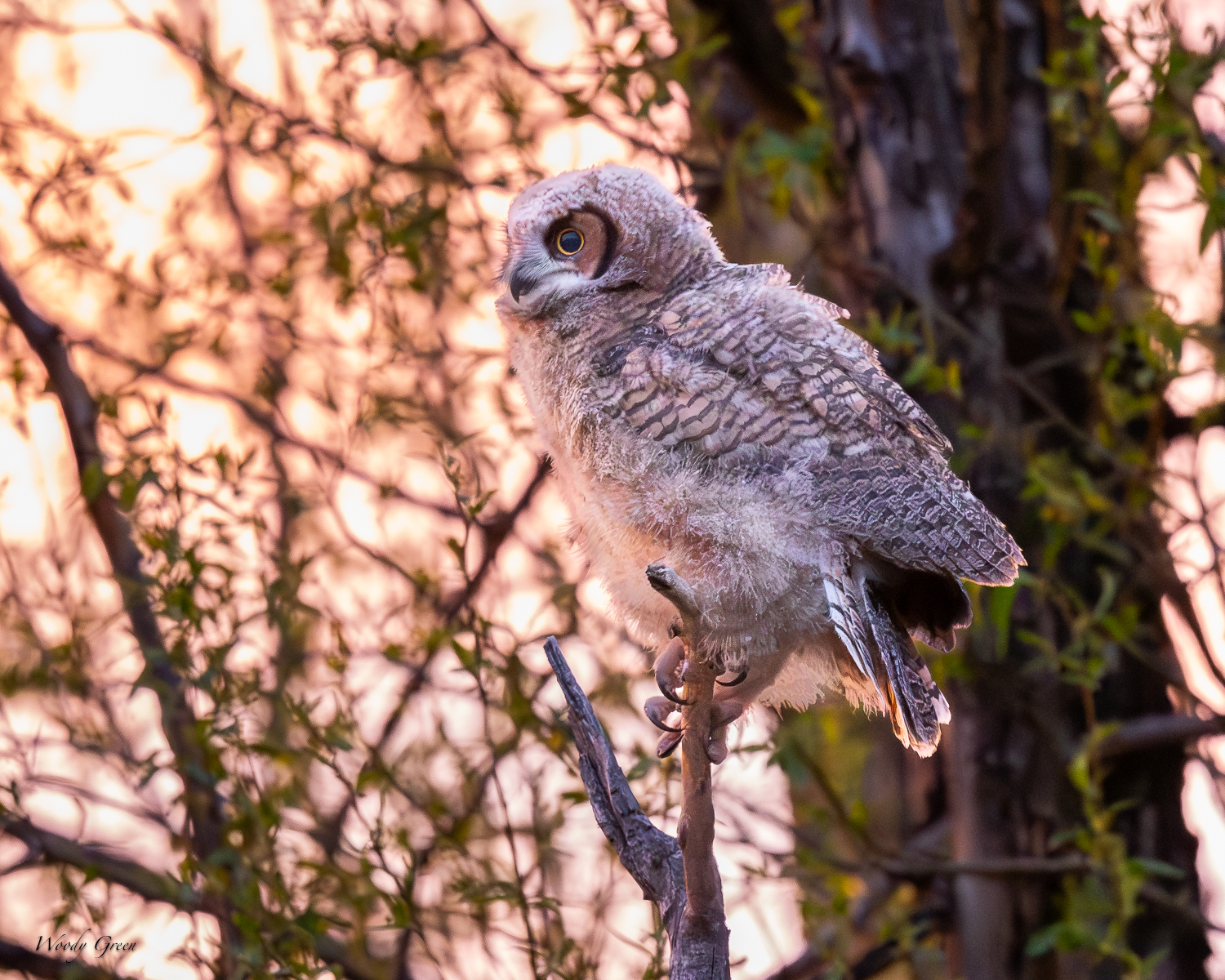 OwletSunrise-602.jpg