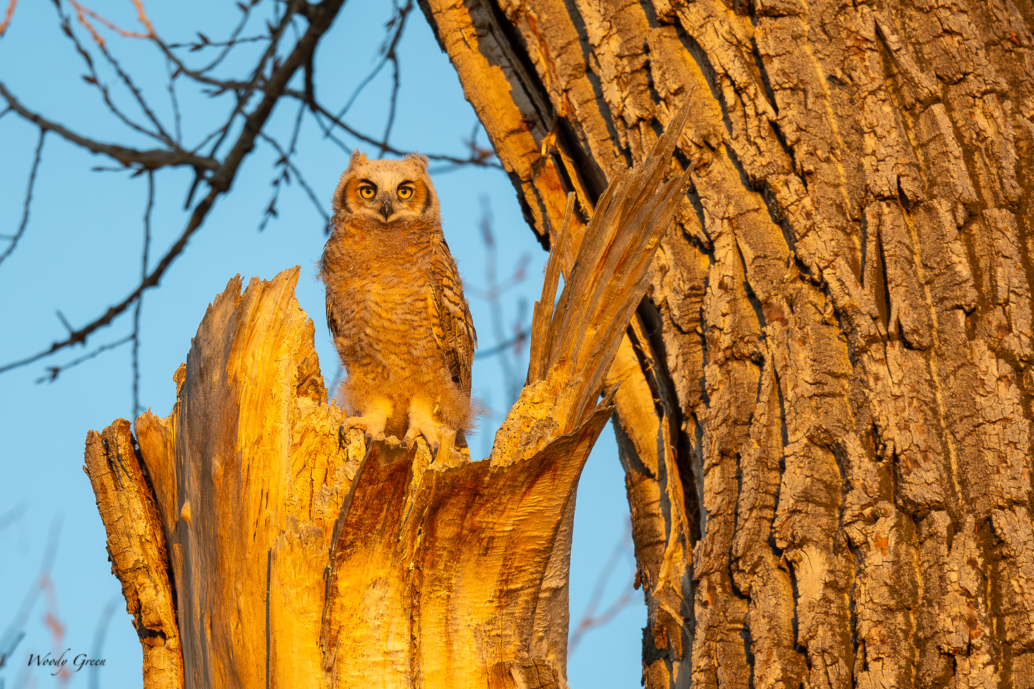 OwletSunrise-615.jpg
