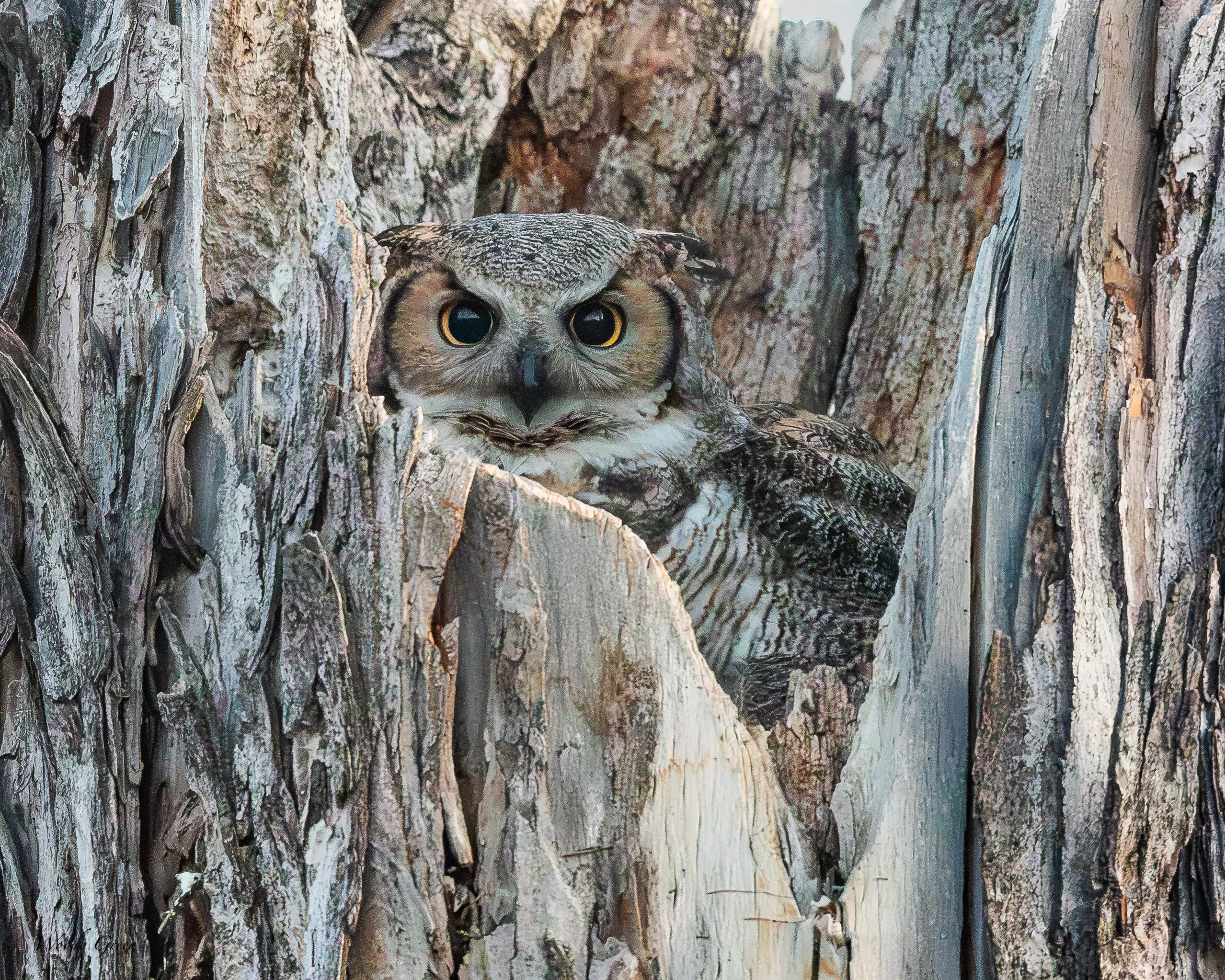 OwlEyes-303.jpg