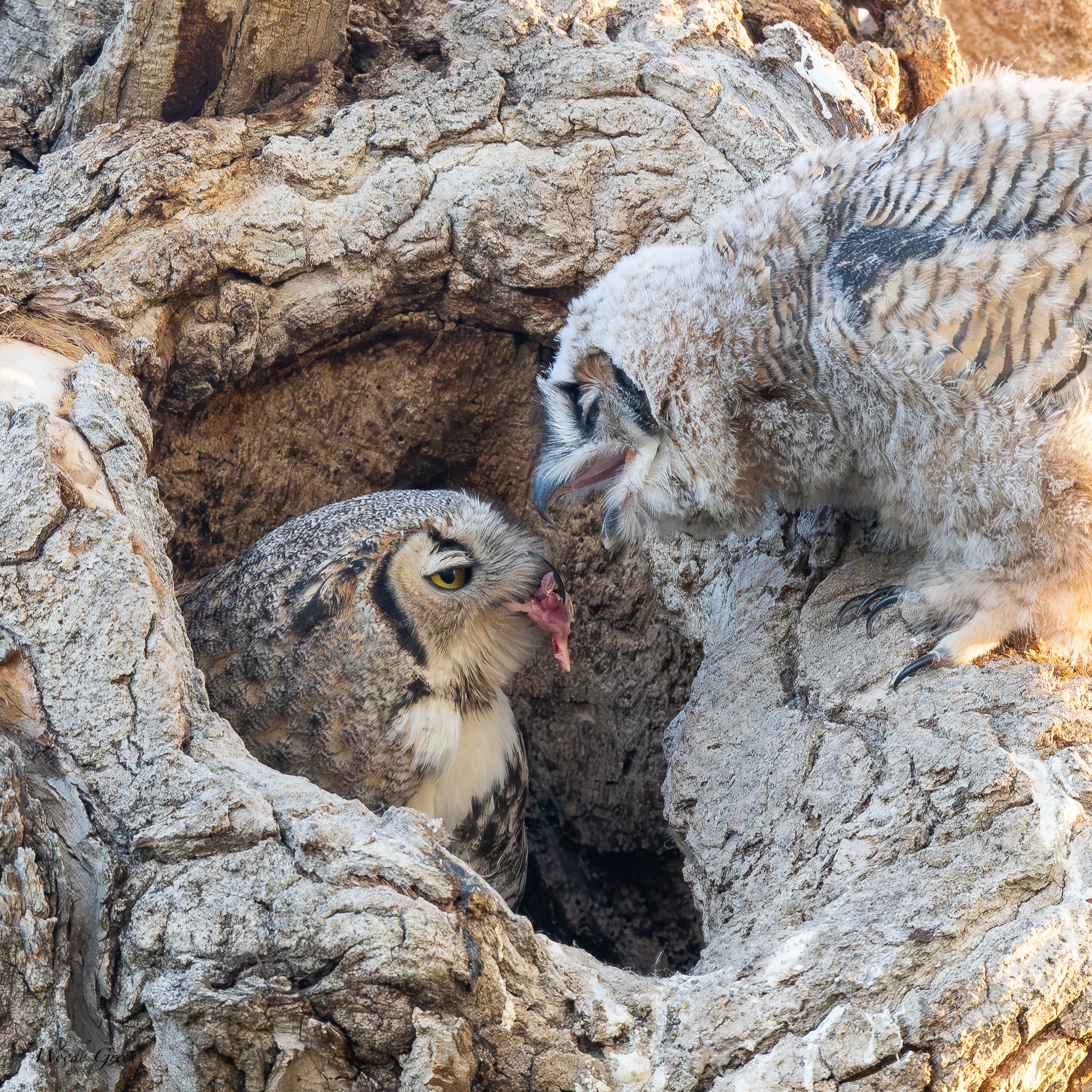 OwlFeeding-104.jpg