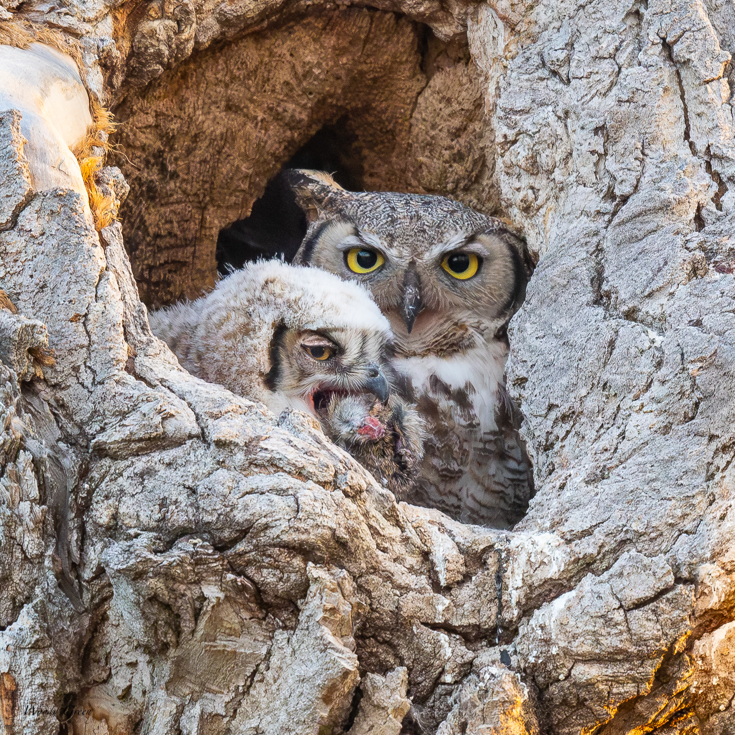 OwlFeeding-566.jpg