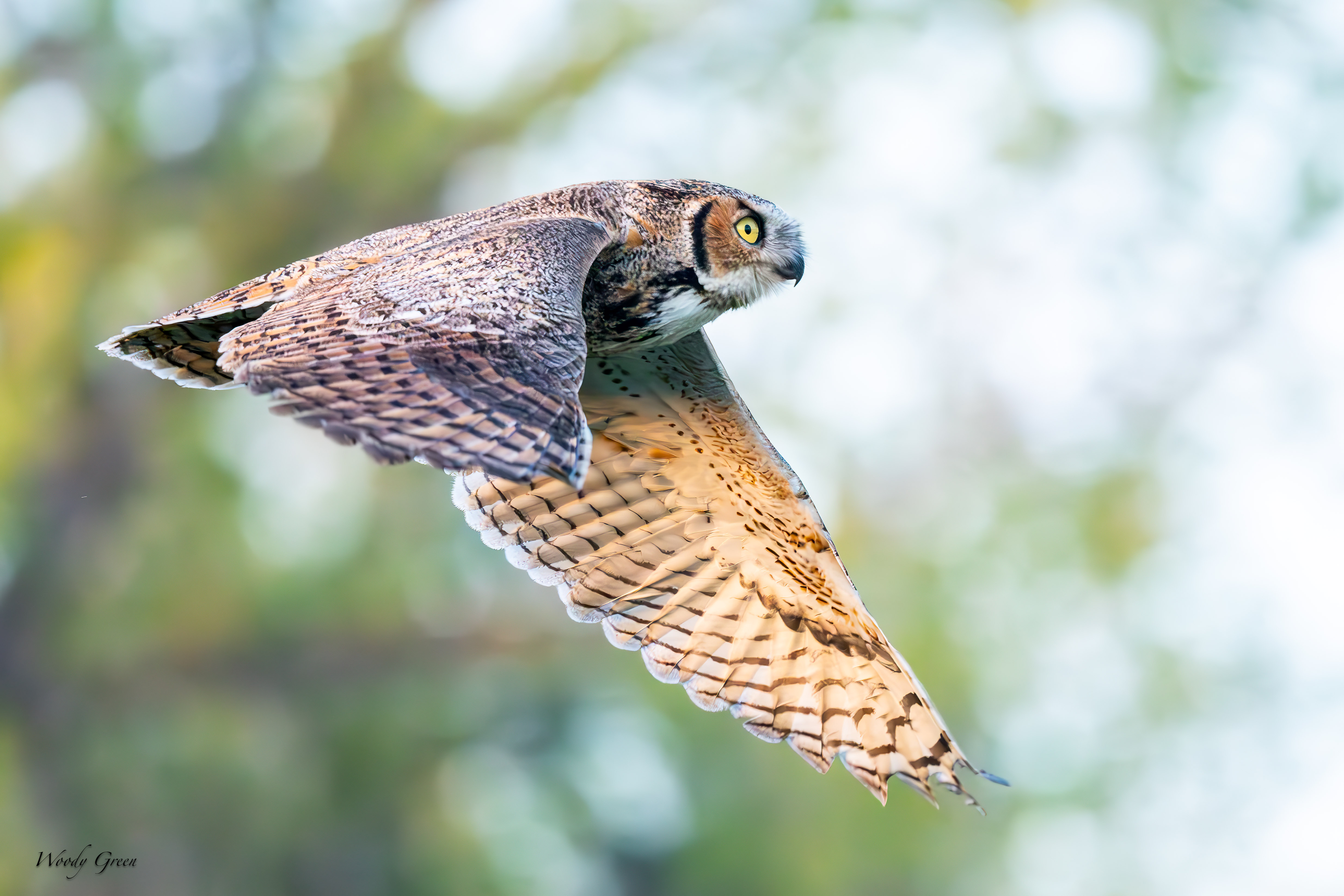 OwlFlight-113.jpg