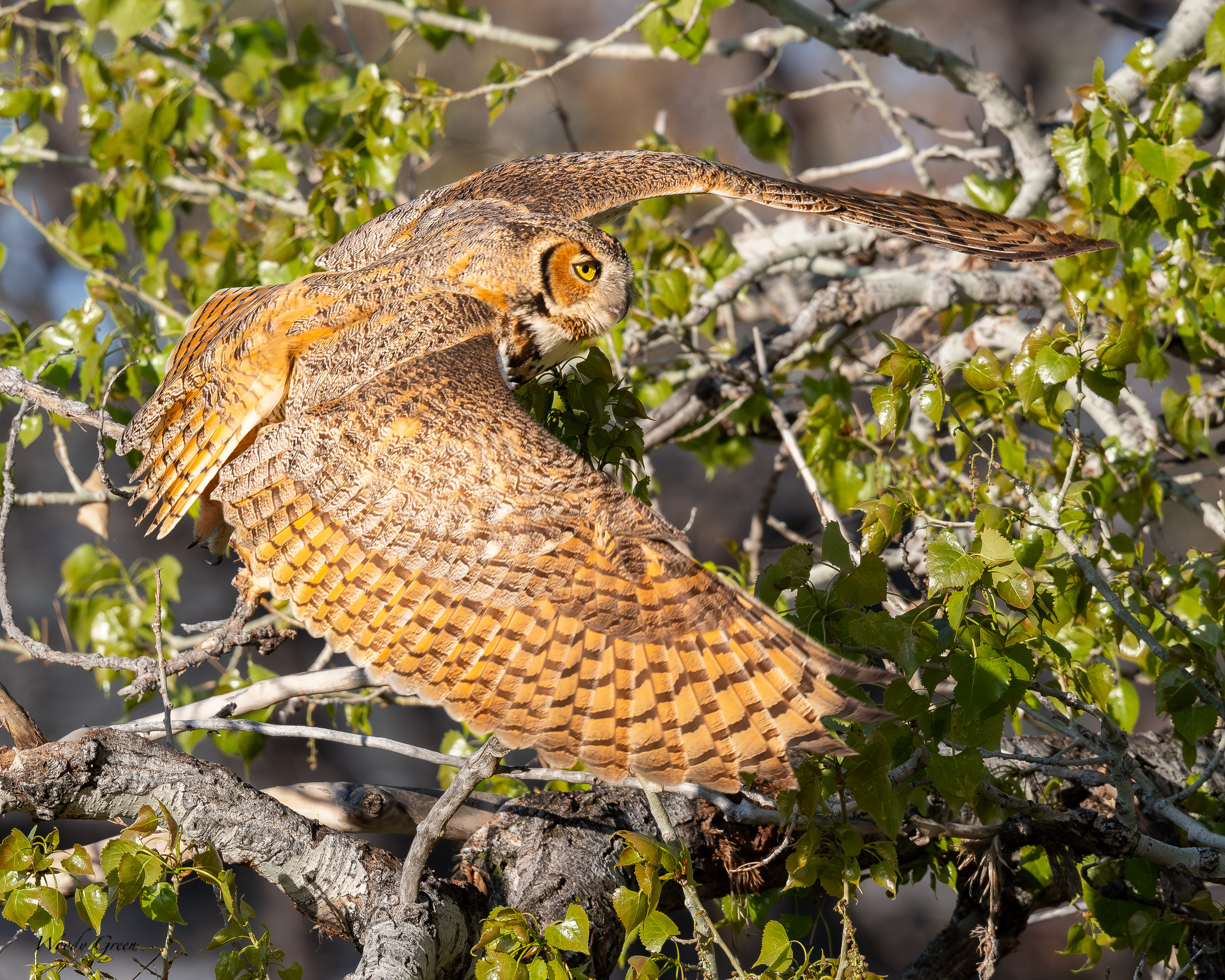 OwlFlight-116.jpg