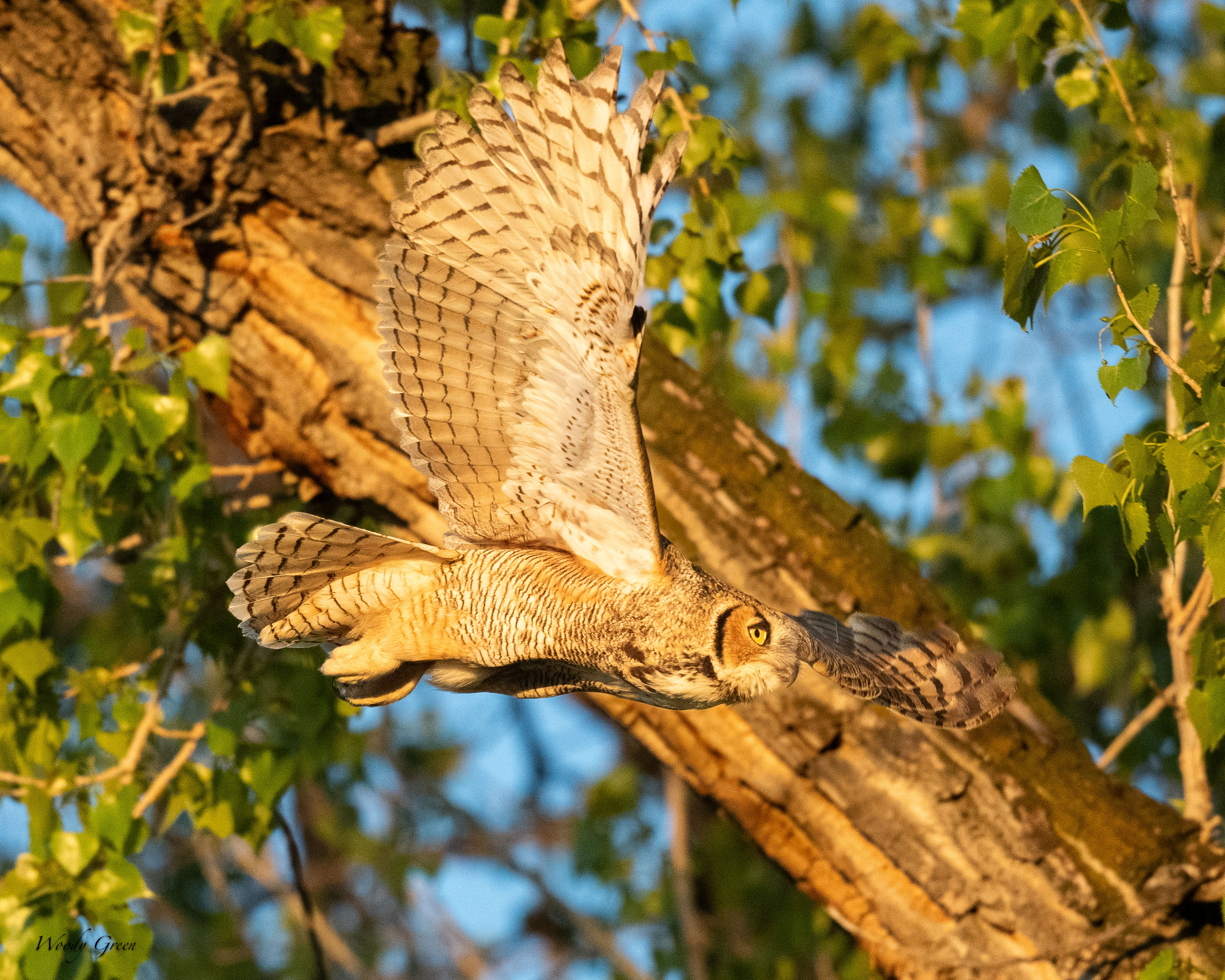 OwlFlight-117.jpg