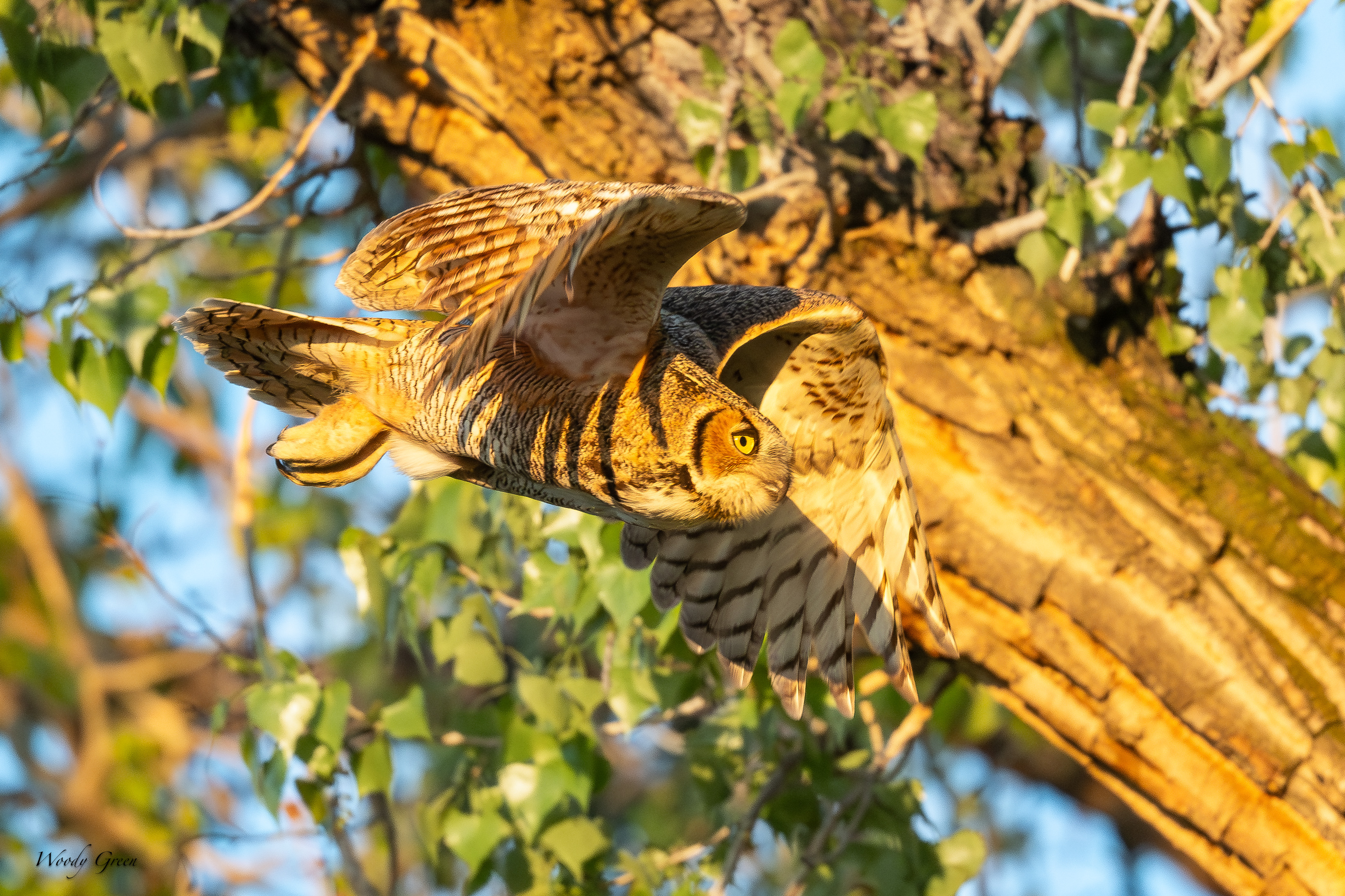 OwlFlight-120.jpg