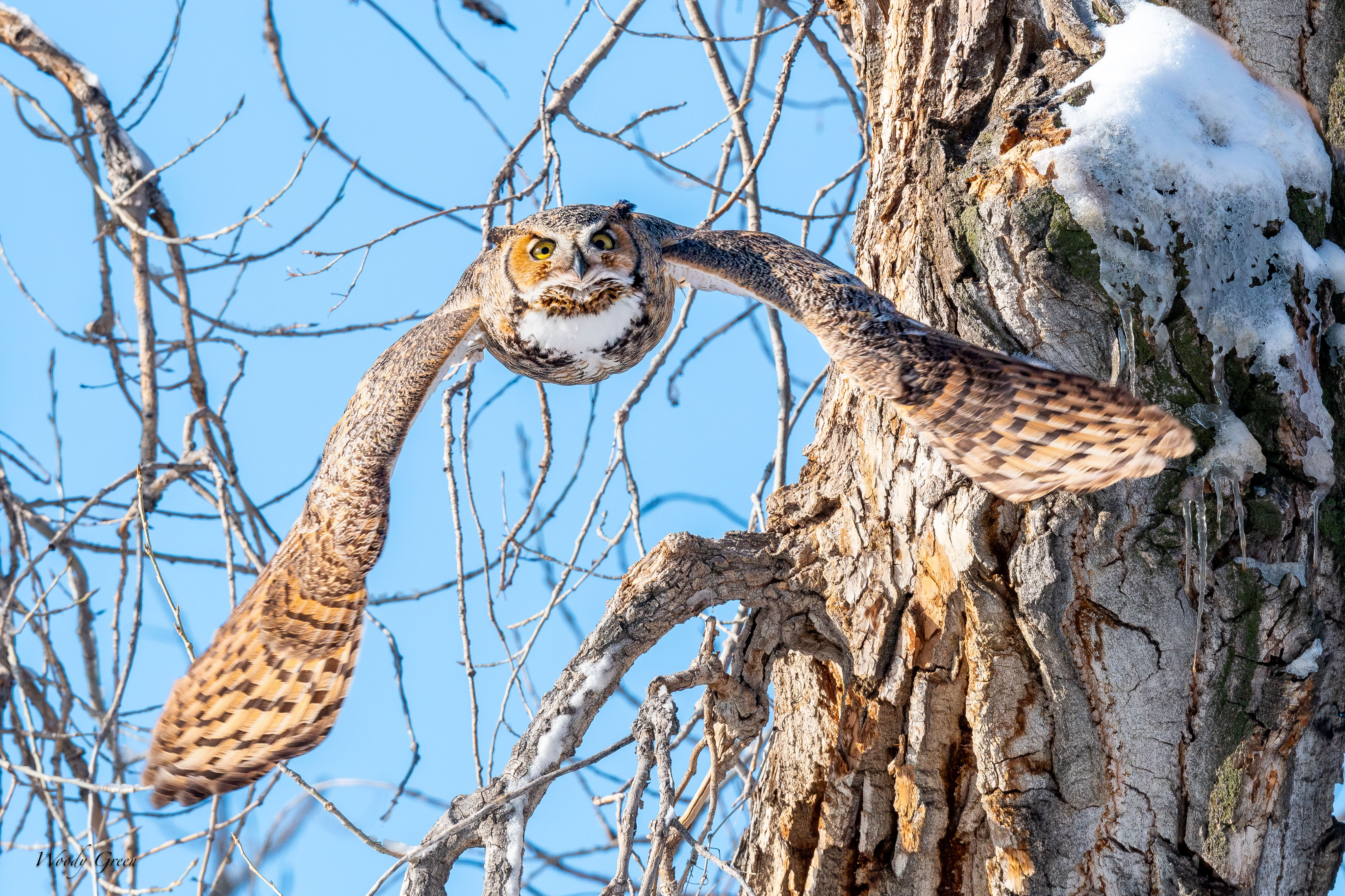 OwlFlight-326.jpg