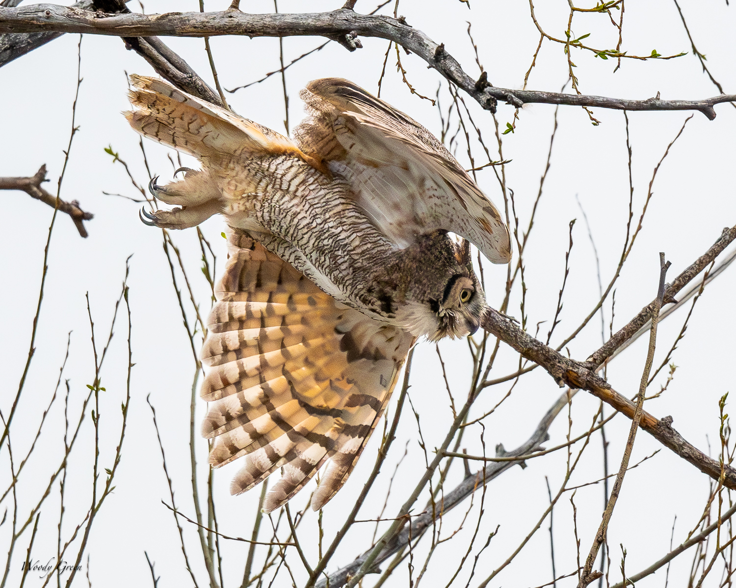 OwlFlight-566.jpg