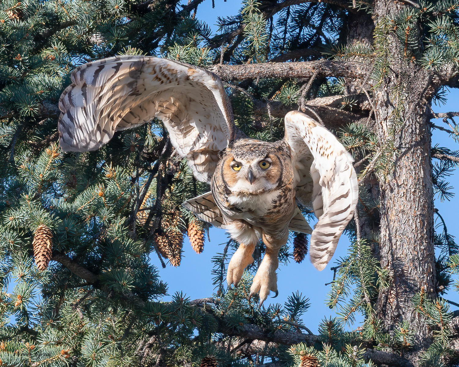 OwlFlight-574.jpg