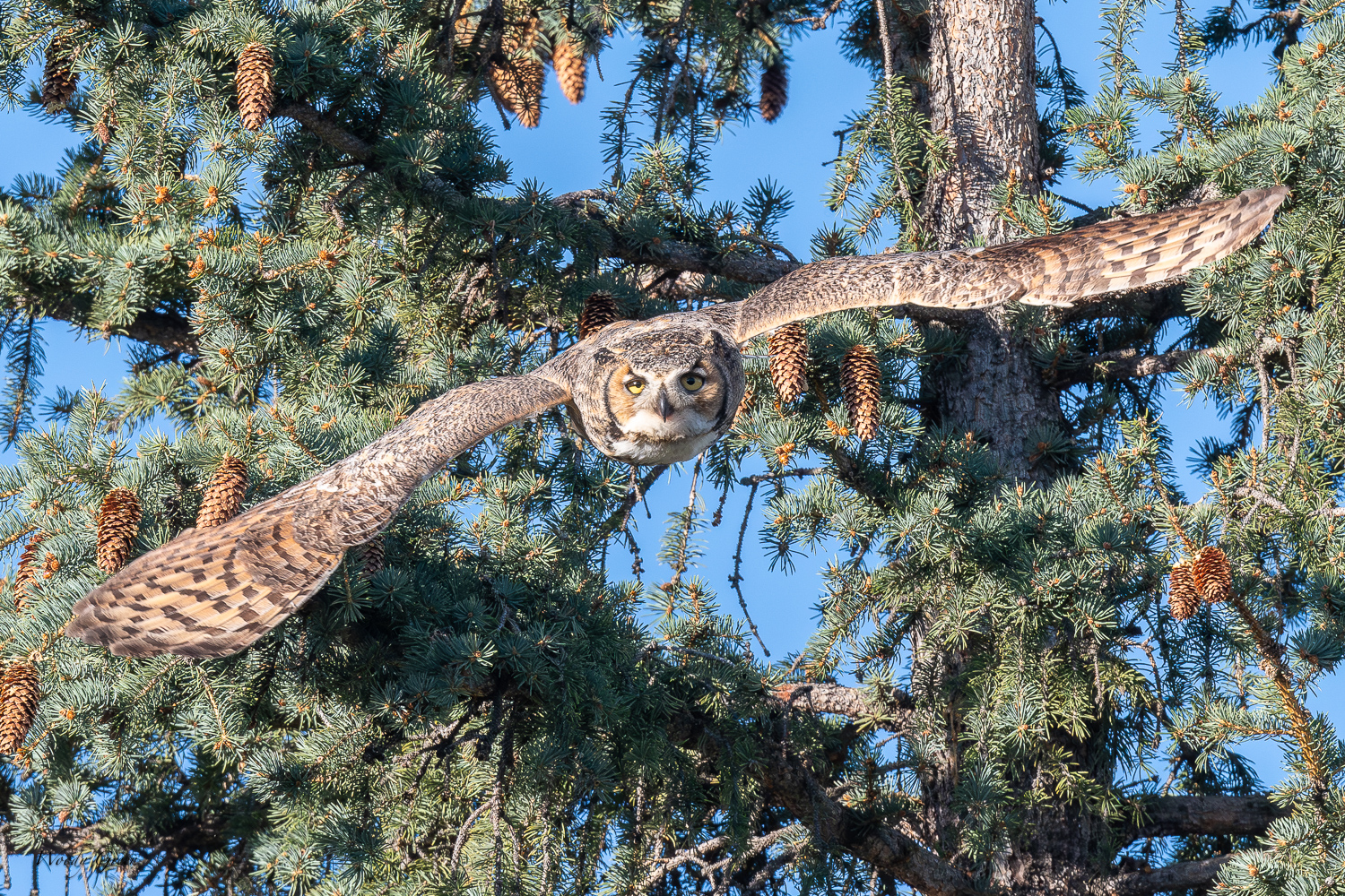 OwlFlight-576.jpg