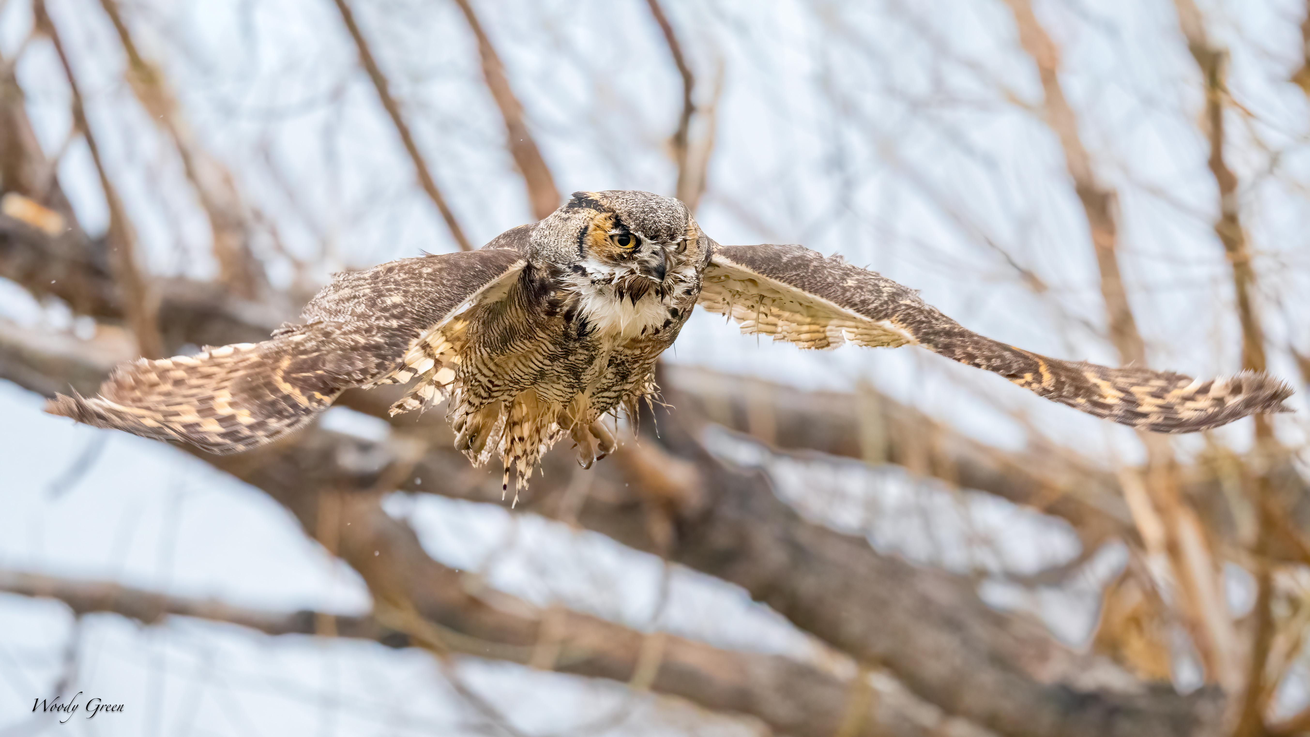 OwlFlight-593.jpg